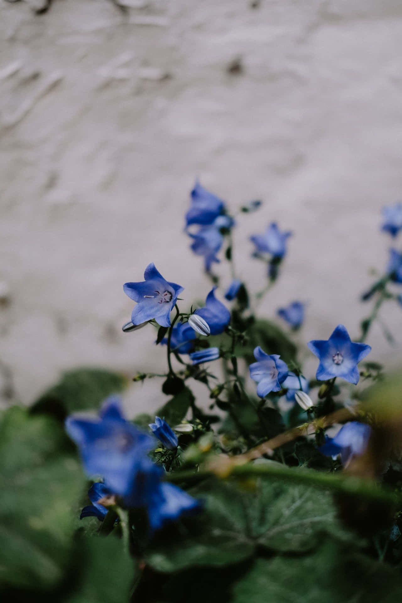 Lille klokke blå blomster telefon Wallpapers
