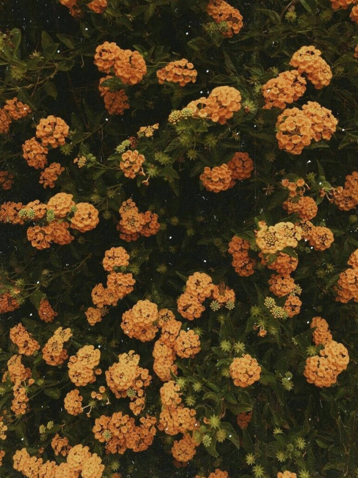 Lille orange vintage blomsteræstetik Wallpapers