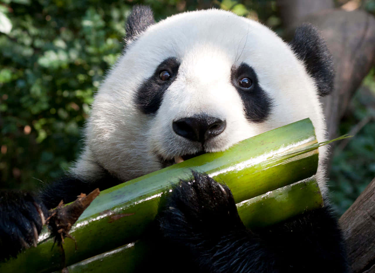 Lille pandabjørn nyder en middagslegeaftale Wallpapers