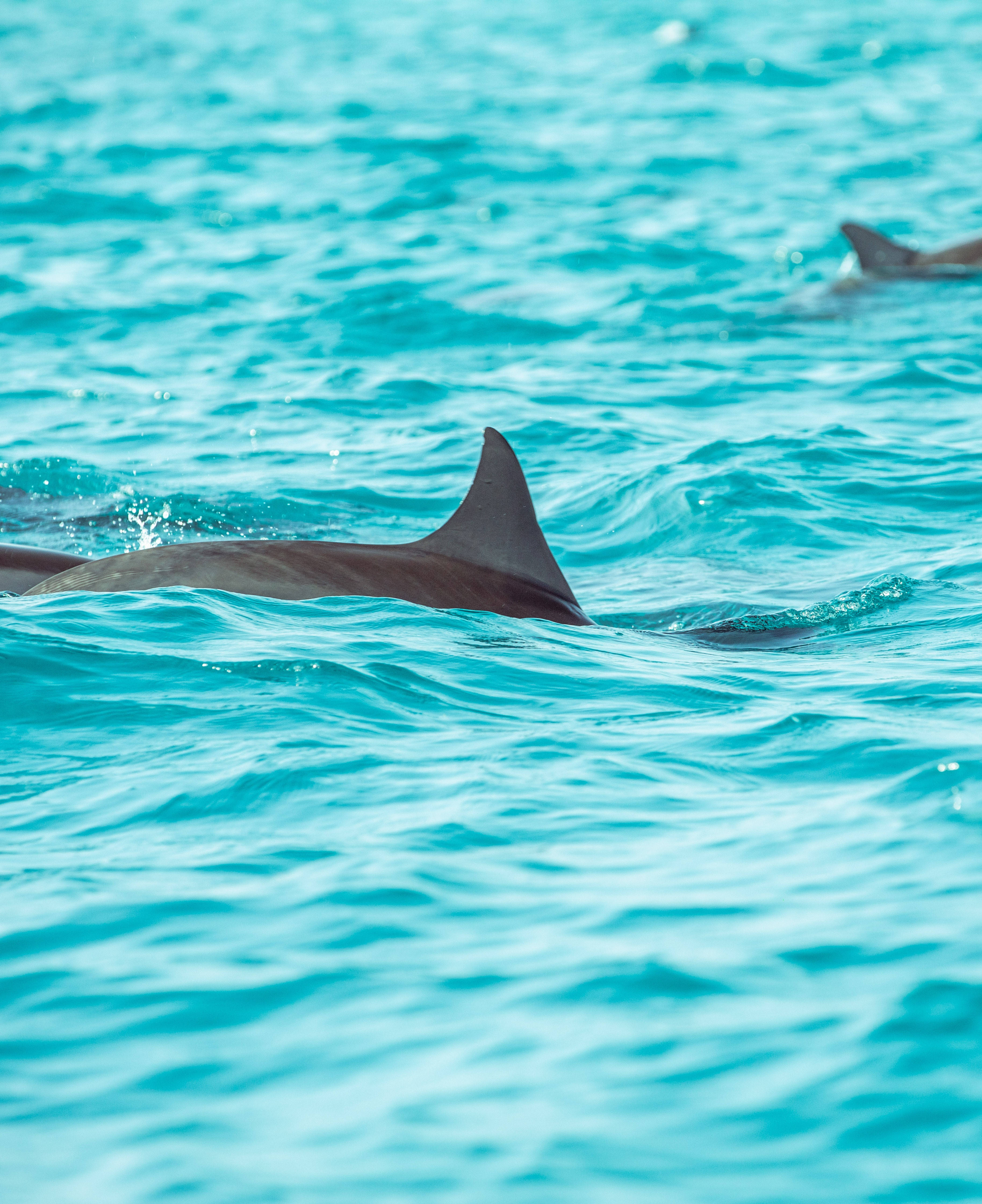 Lille rygfinne fra delfin Wallpapers