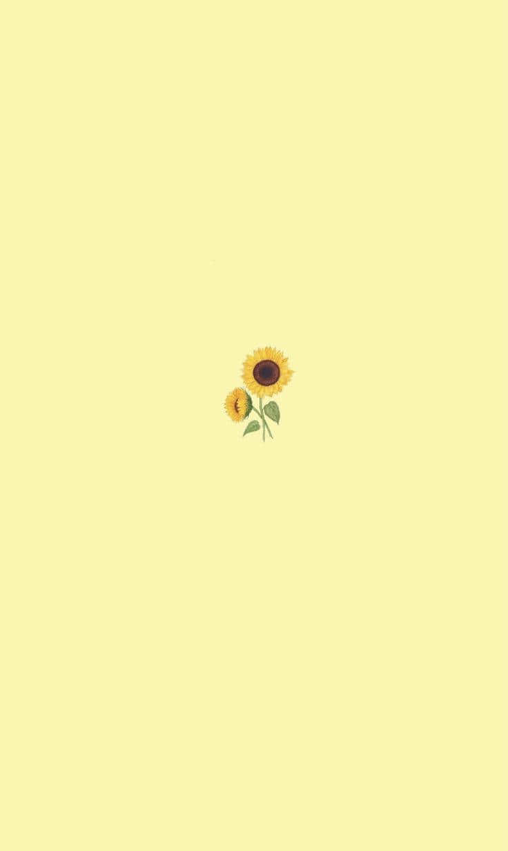 Lille solsikke sød pastelgul baggrund Wallpapers