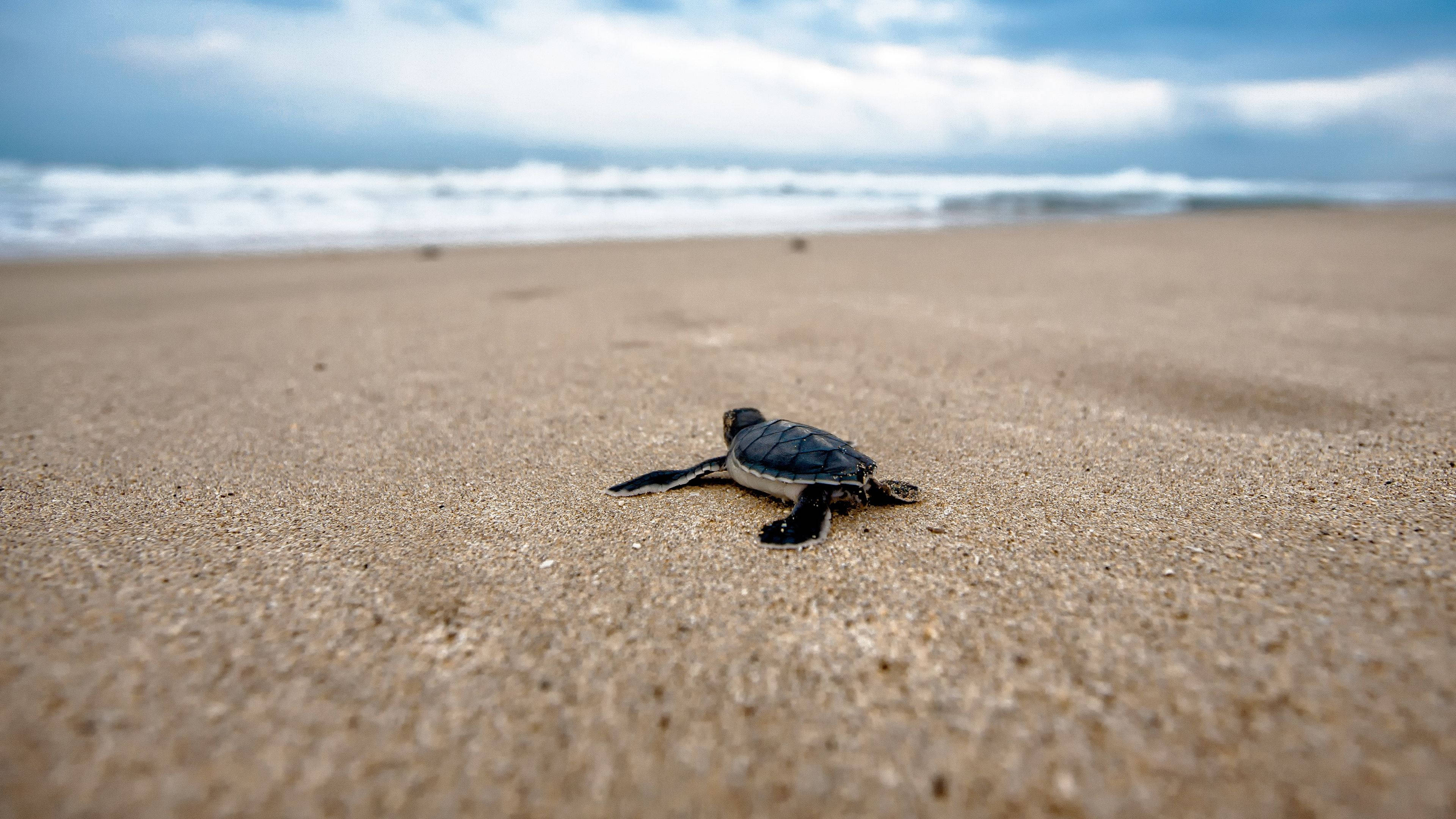 Lille sort sød skildpadde ved stranden Wallpapers