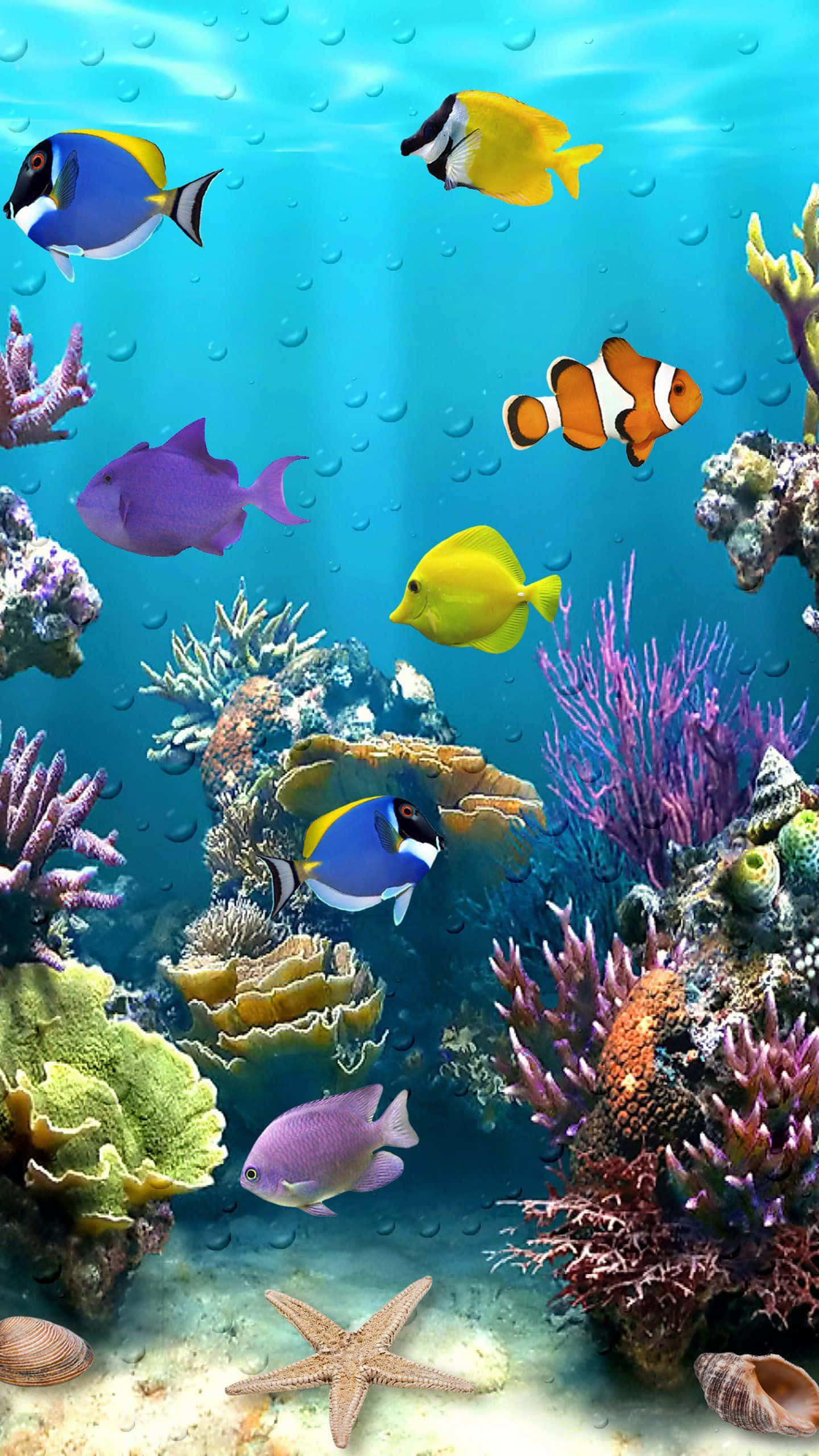 Live Akvarium Nemo Fisk Wallpapers