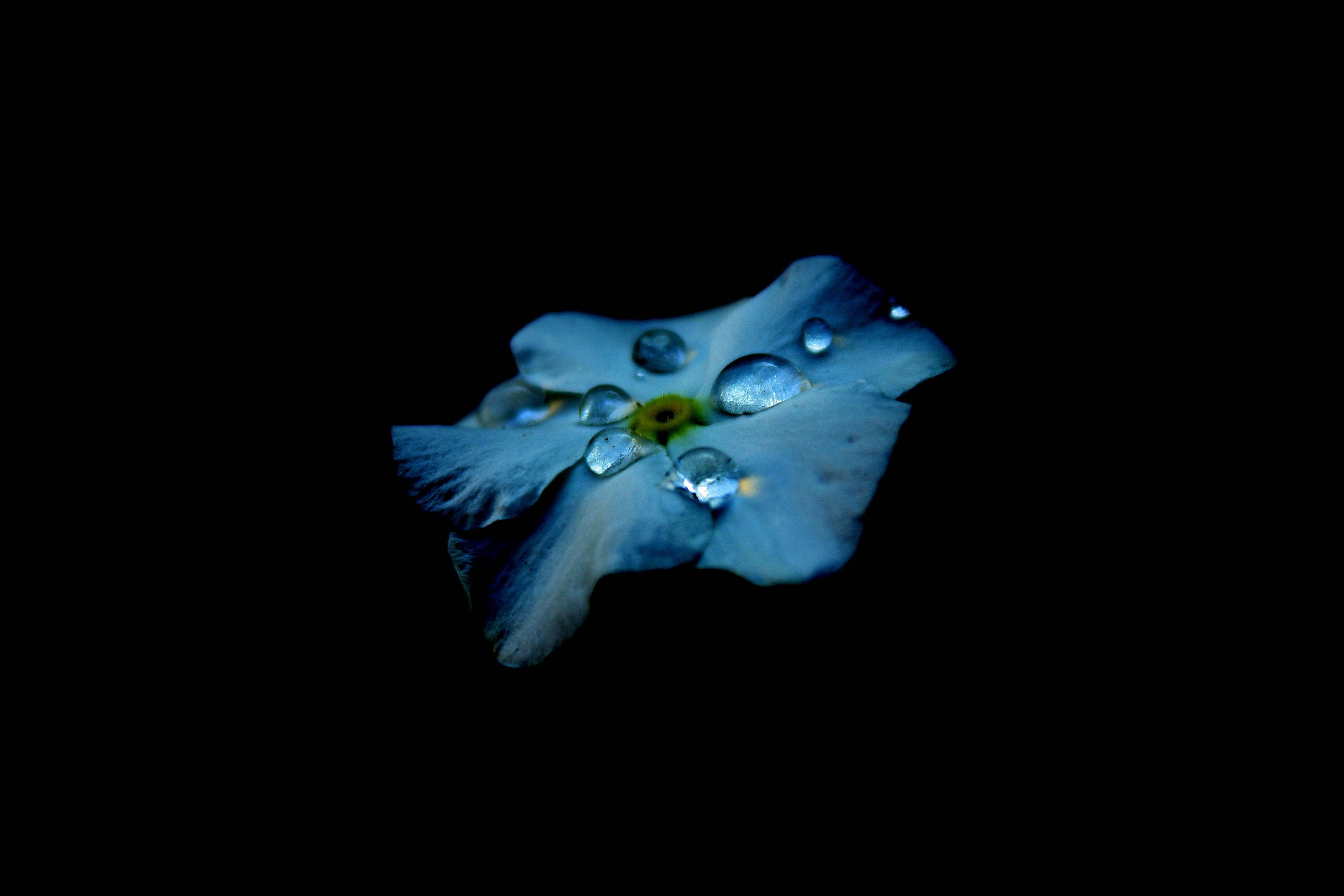 Livets skønhed afsløret gennem AMOLED-blå blomsterdråber Wallpapers
