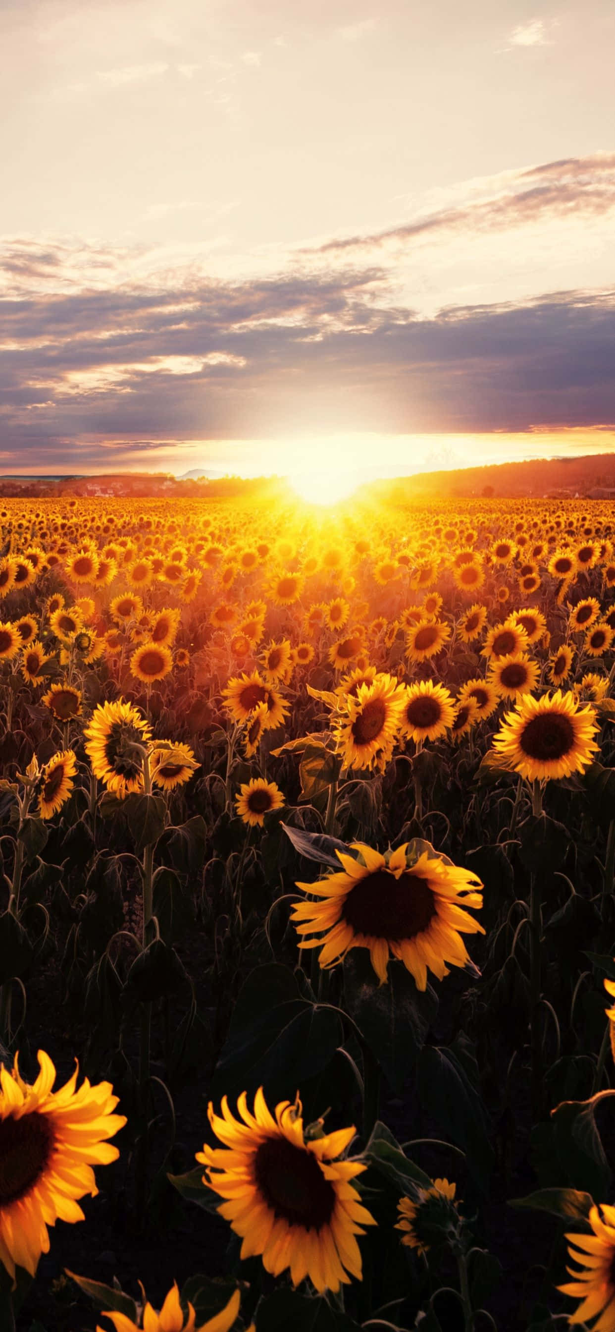 Livlig blomstring af solsikker Baggrund Wallpapers