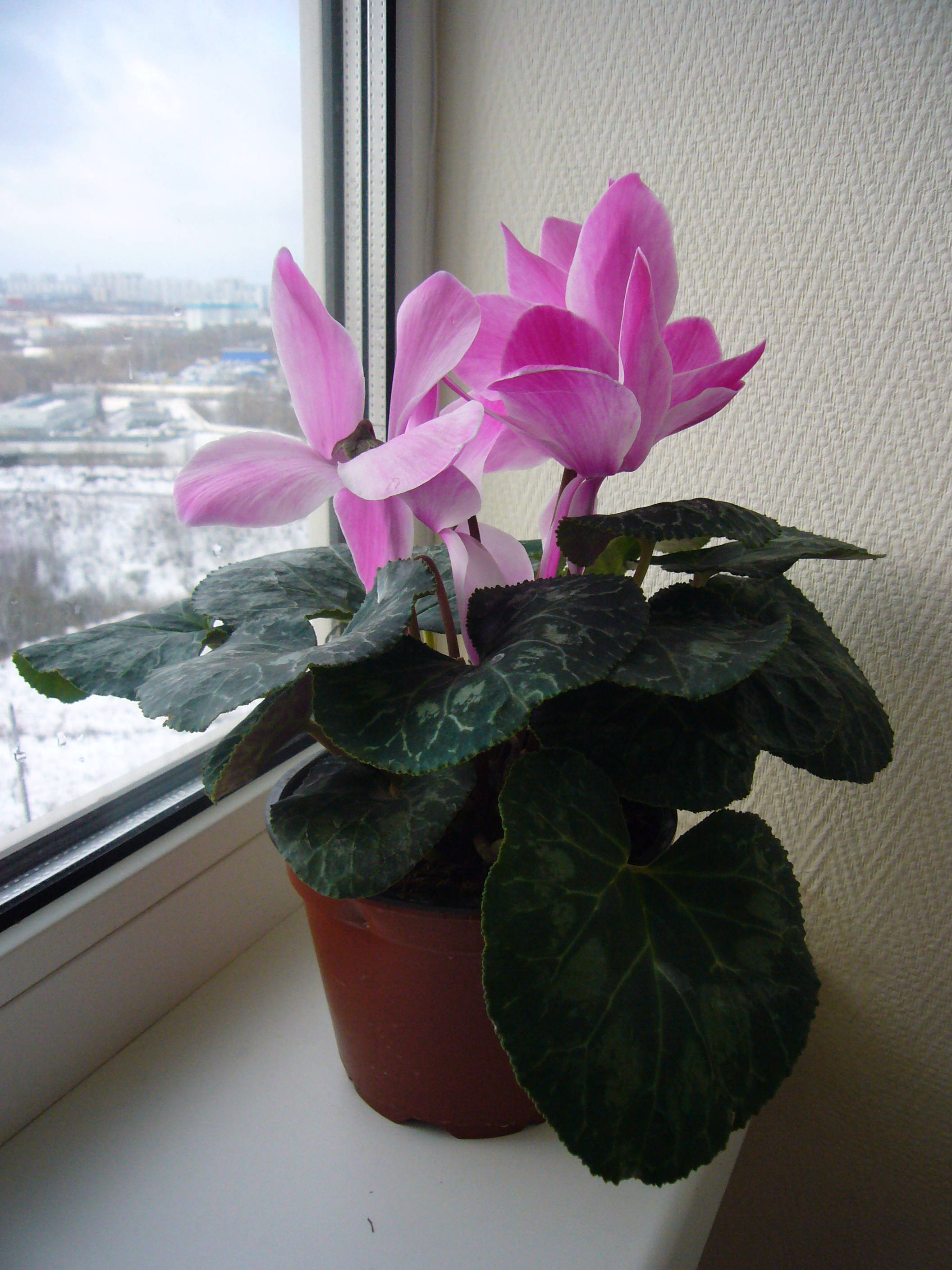 Livlig cyclamen stueplante i blomst Wallpapers
