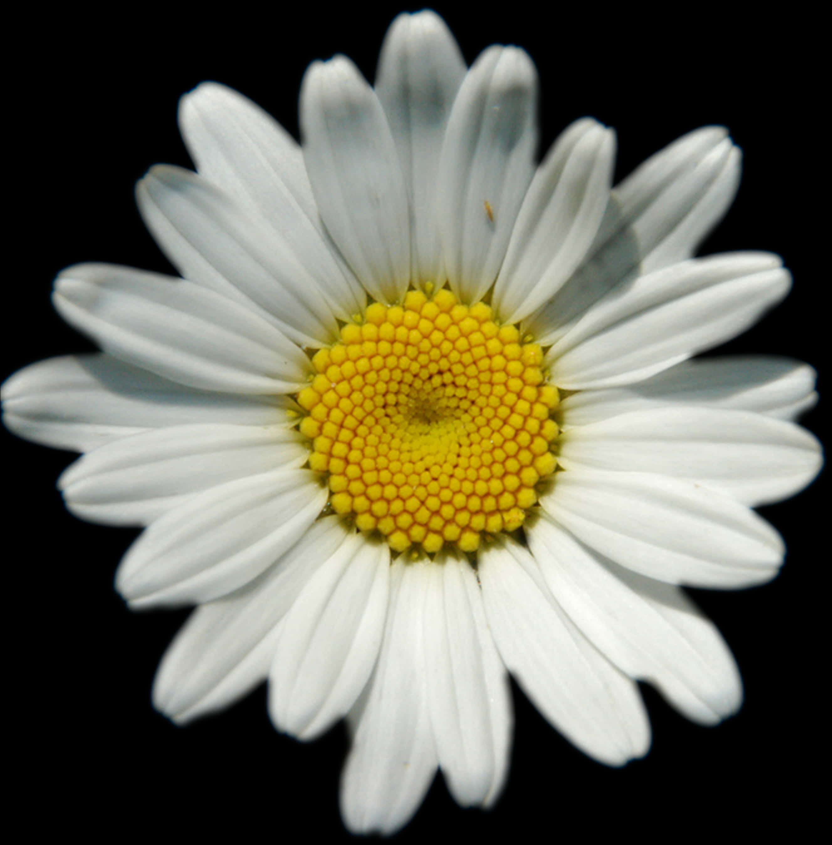 Livlig marguerit på sort baggrund Wallpapers