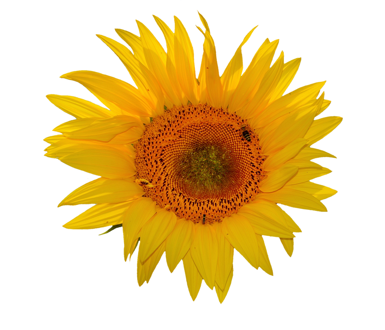 Livlig solsikke mod sort baggrund.JPG Wallpapers