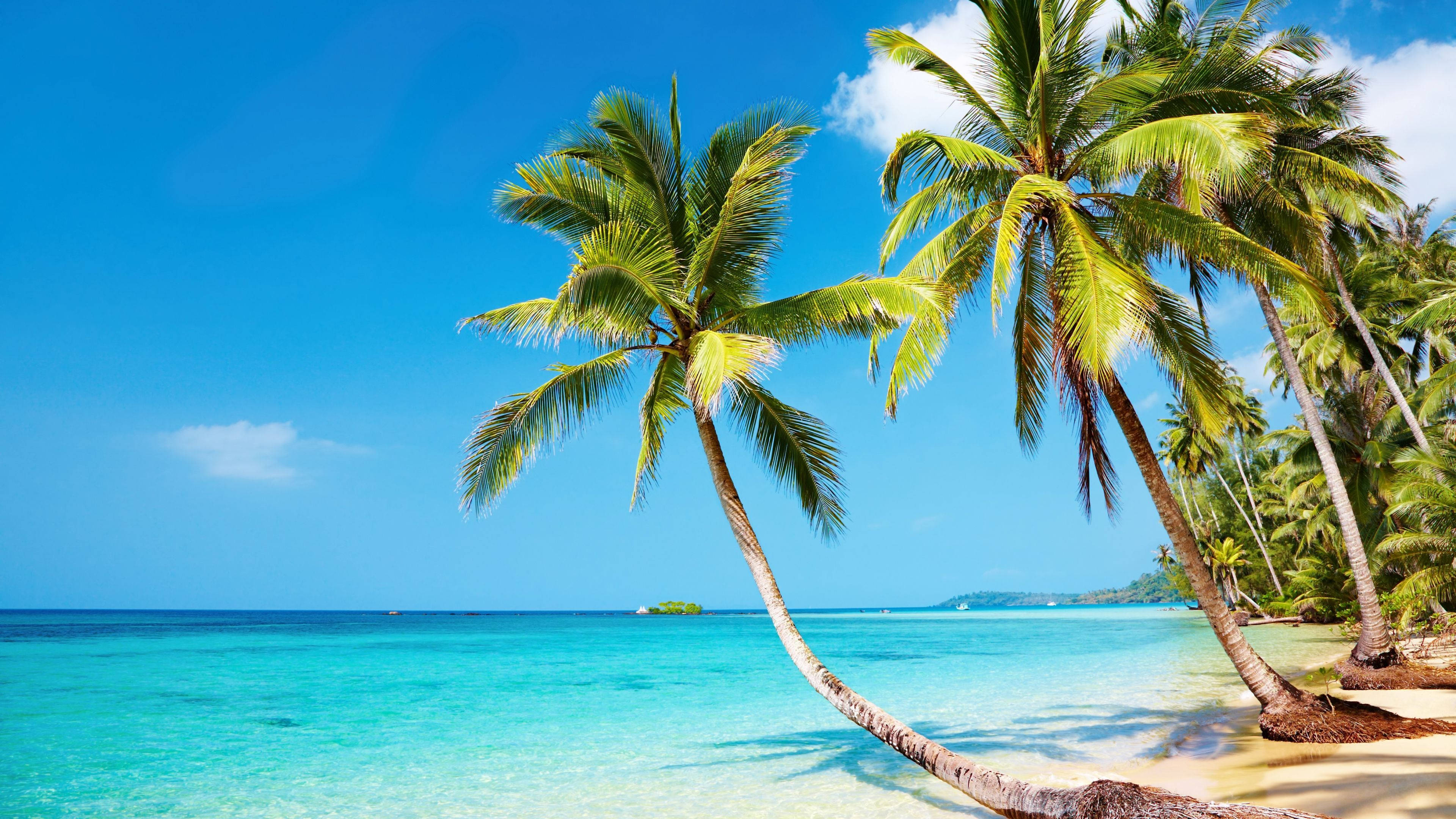 Livlige Palmer på en Smuk Strand Wallpapers