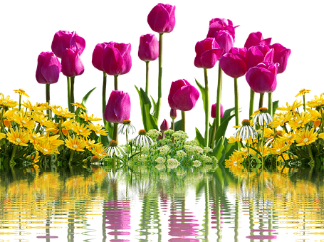 Livlige tulipaner og gule blomsterspejling Wallpapers