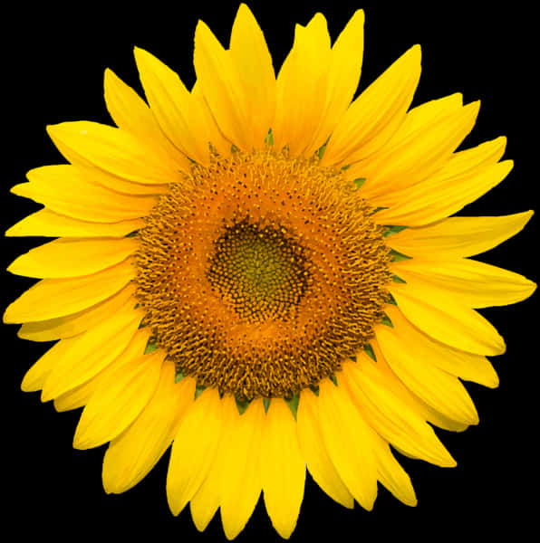 Livsglad solsikke mod sort baggrund Wallpapers