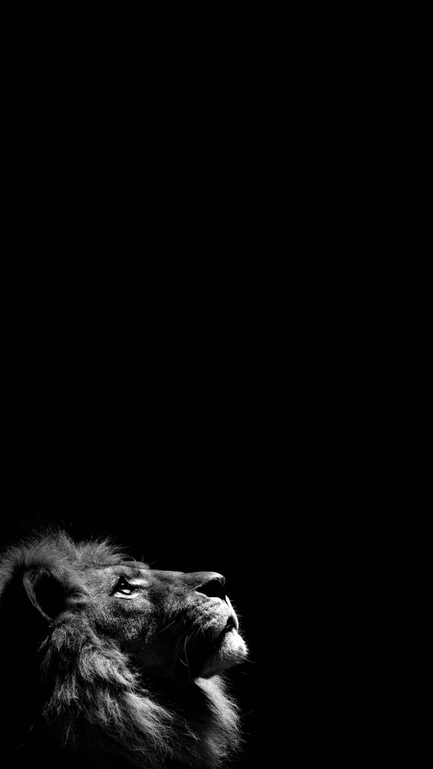 Løve der kigger op Solid Sort iPhone Wallpapers
