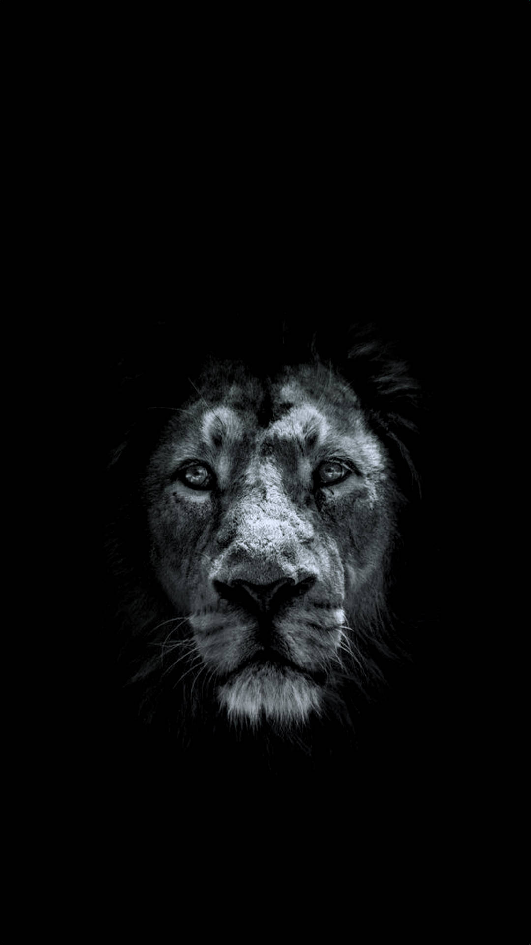 Løve iPhone i sort Wallpapers