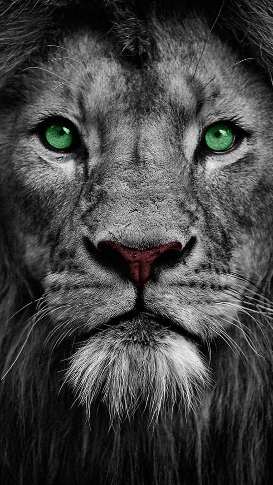 Løve med seje grønne øjne Wallpapers