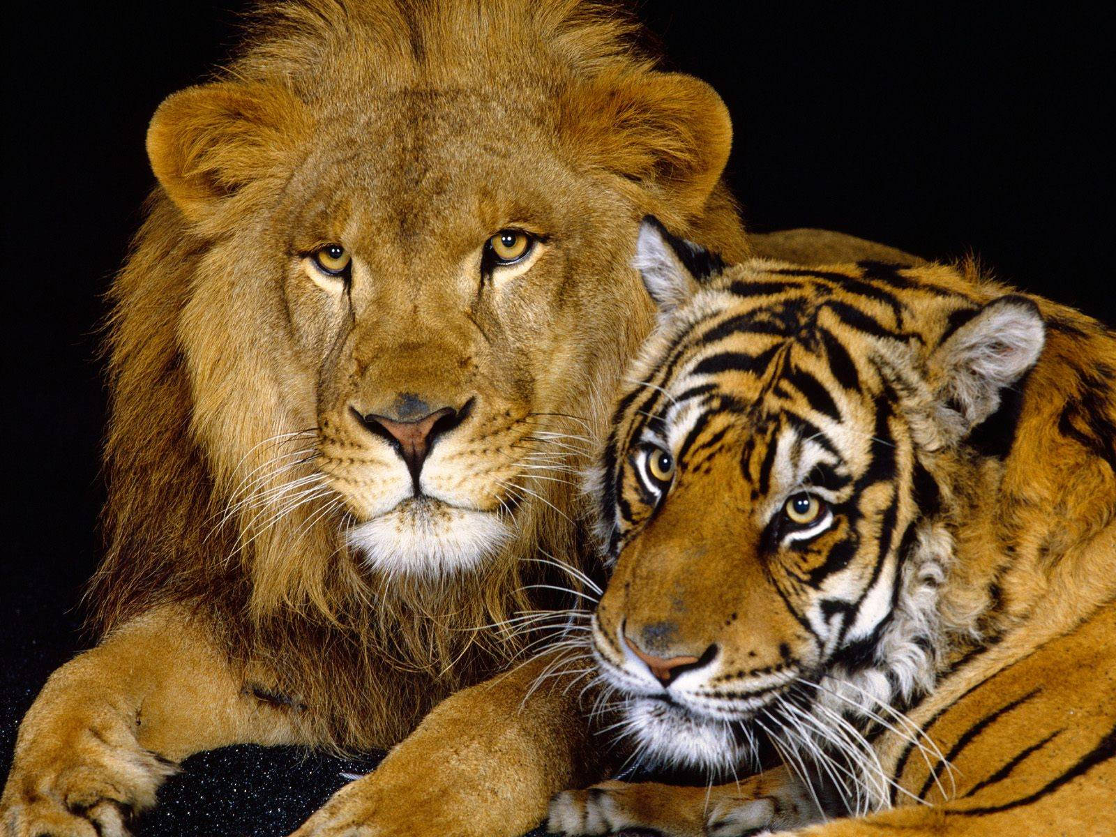 Løve og tiger sammen Wallpapers