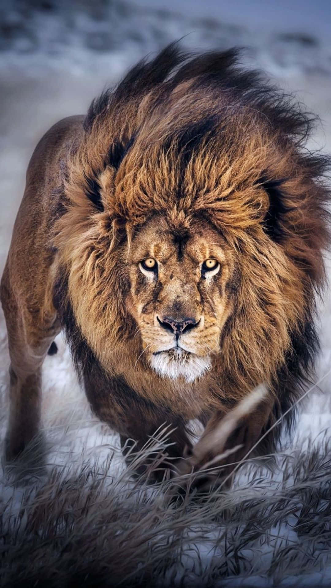 Løvens majestætiske pragt Wallpapers