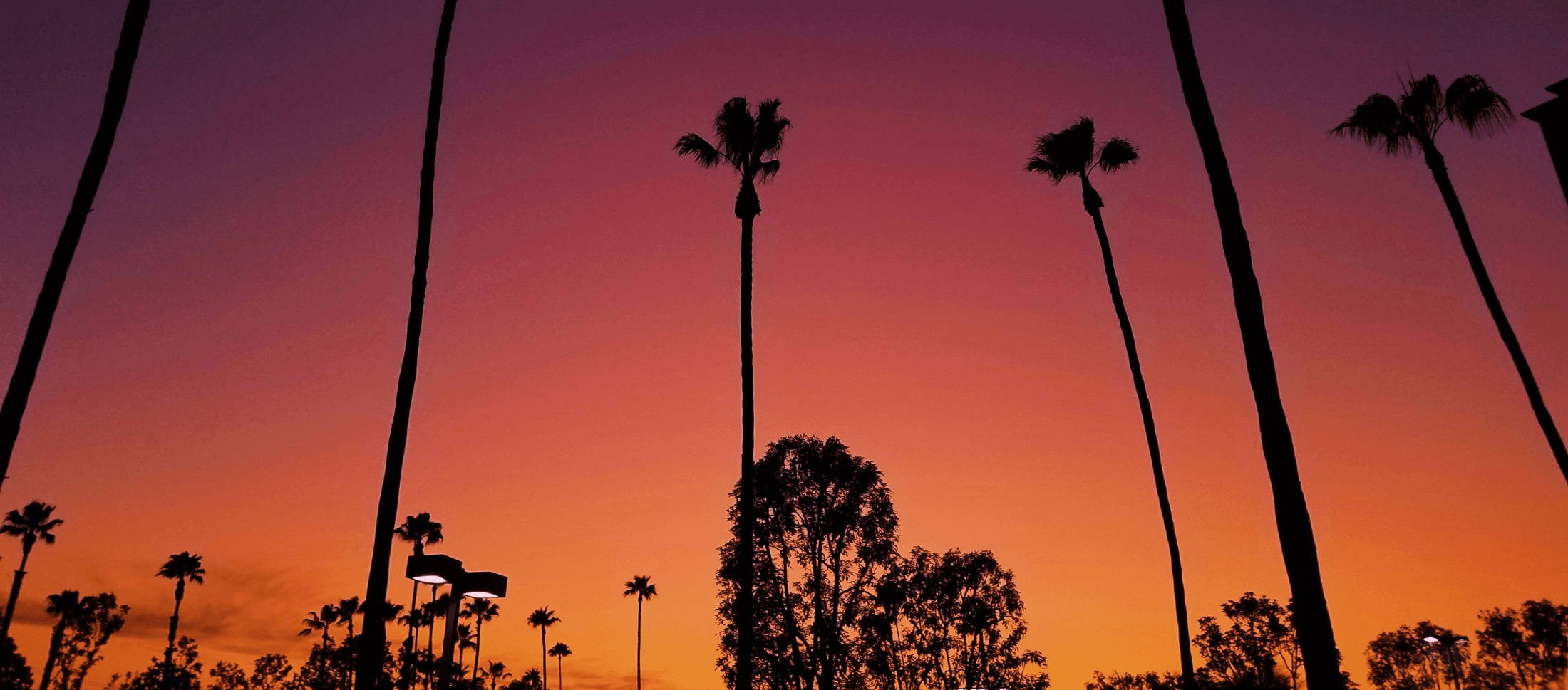Los Angeles solnedgang over træer Wallpapers