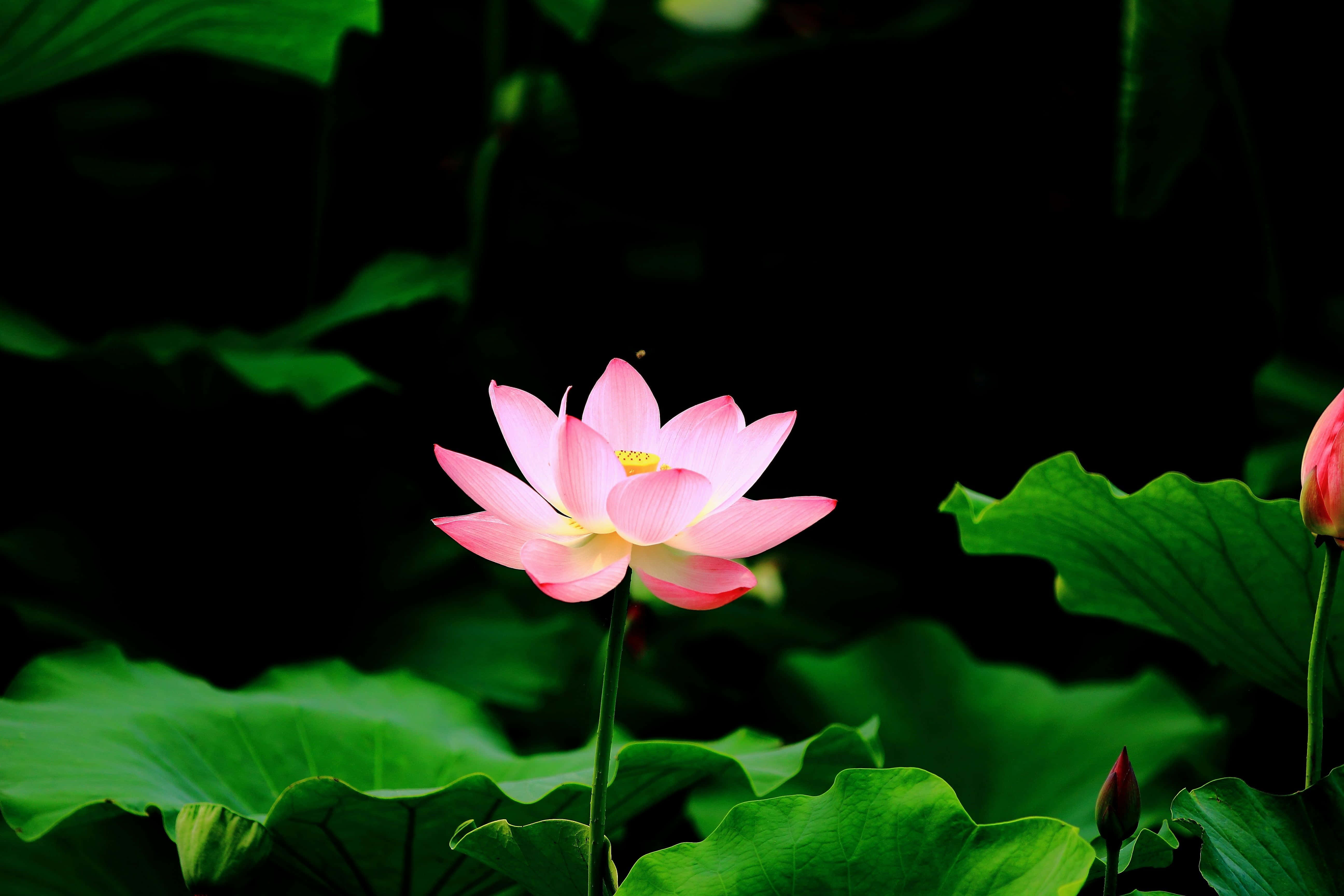 Lotusblomst billeder Wallpapers