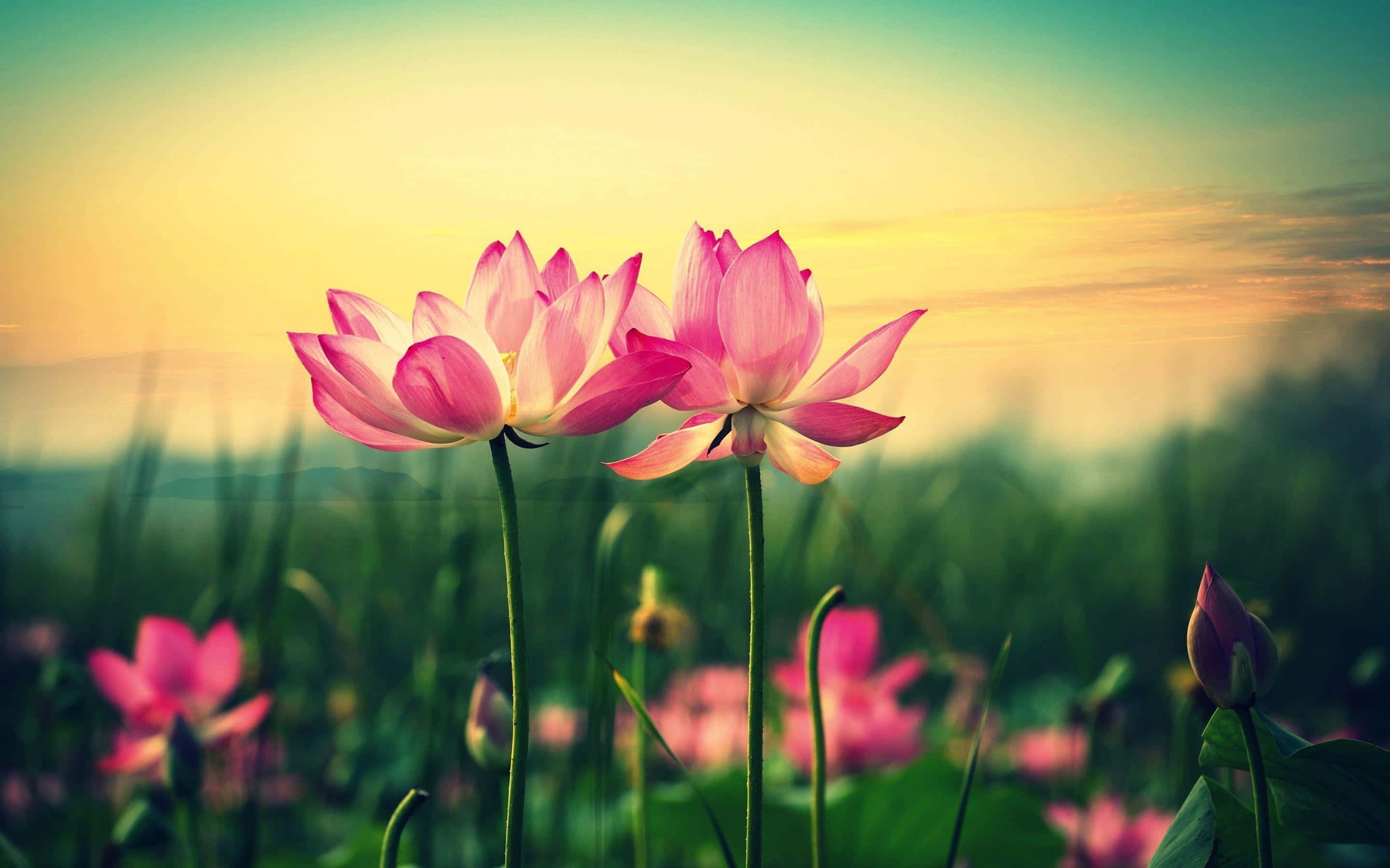 Lotusblomst billeder Wallpapers