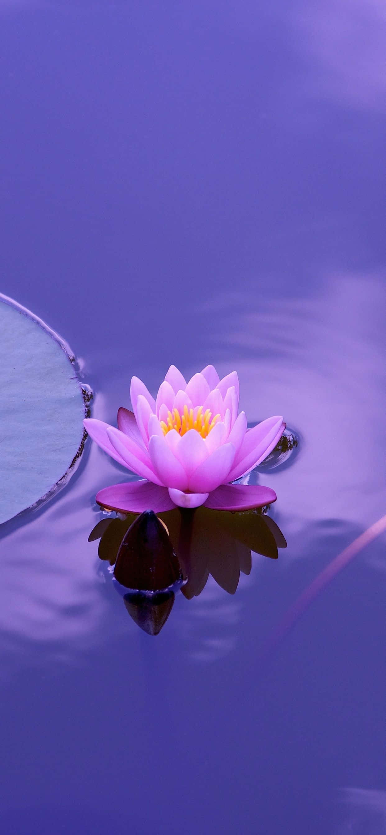 Lotusblomst billeder Wallpapers