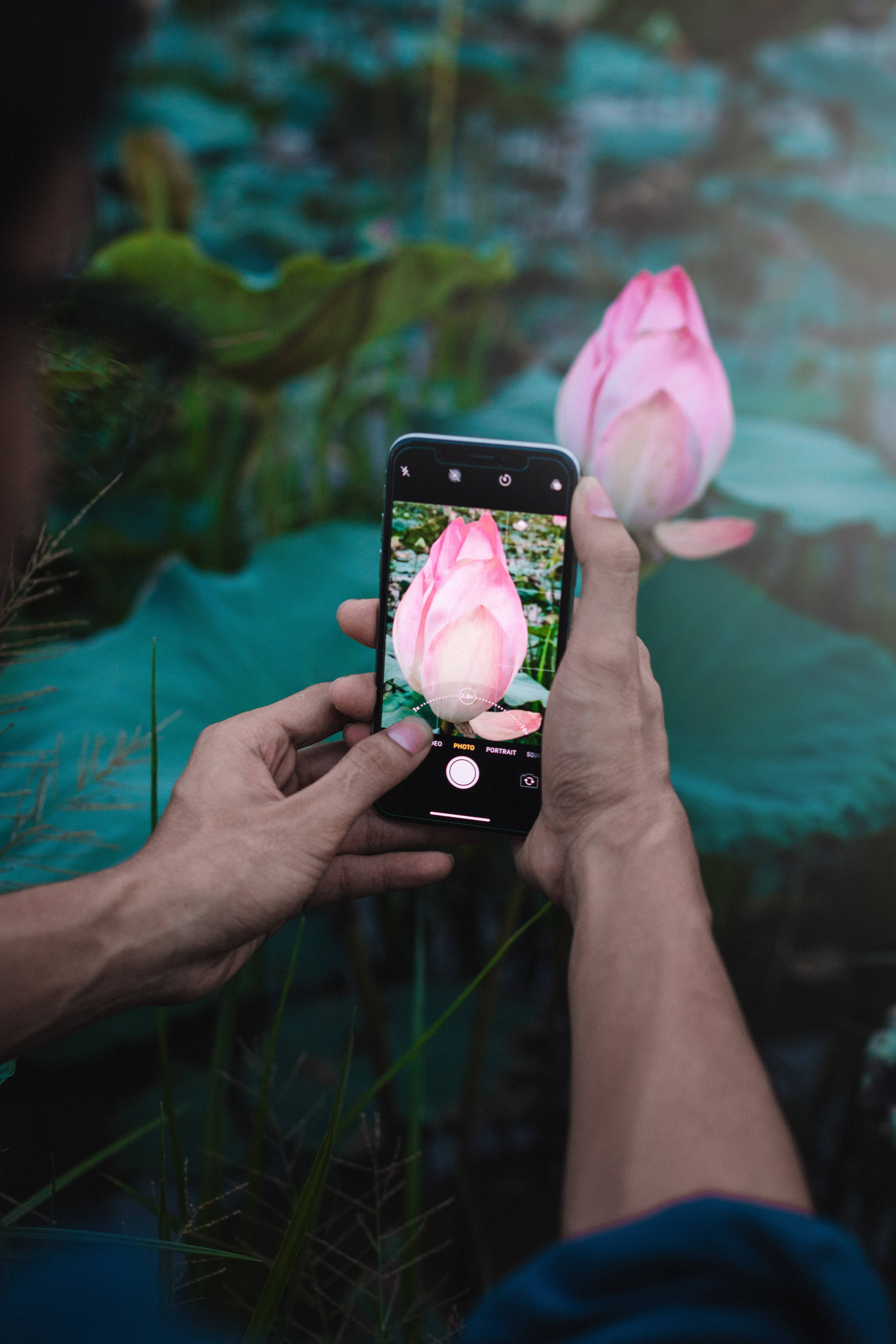 Lotusblomst snapshot Wallpapers