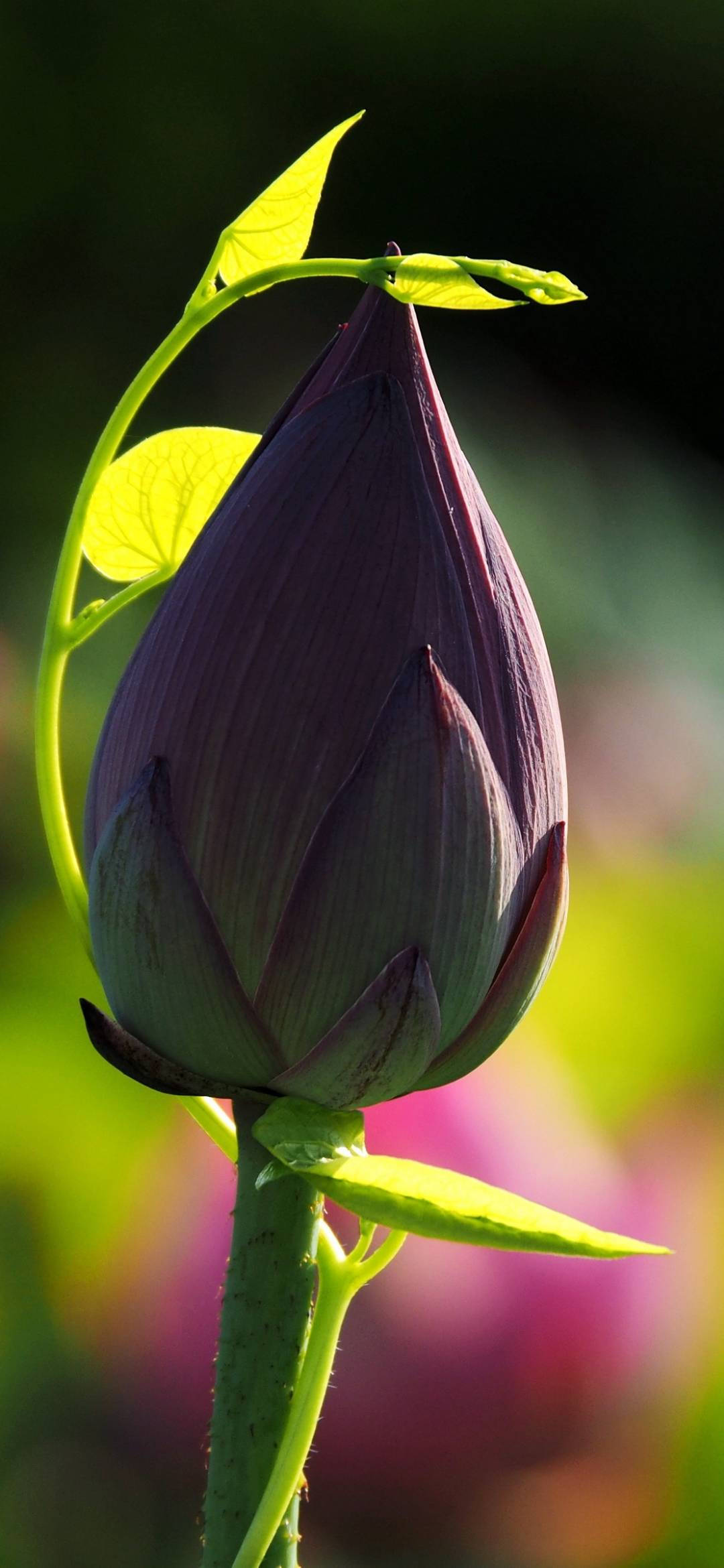 Lotusknop som telefonbaggrund Wallpapers