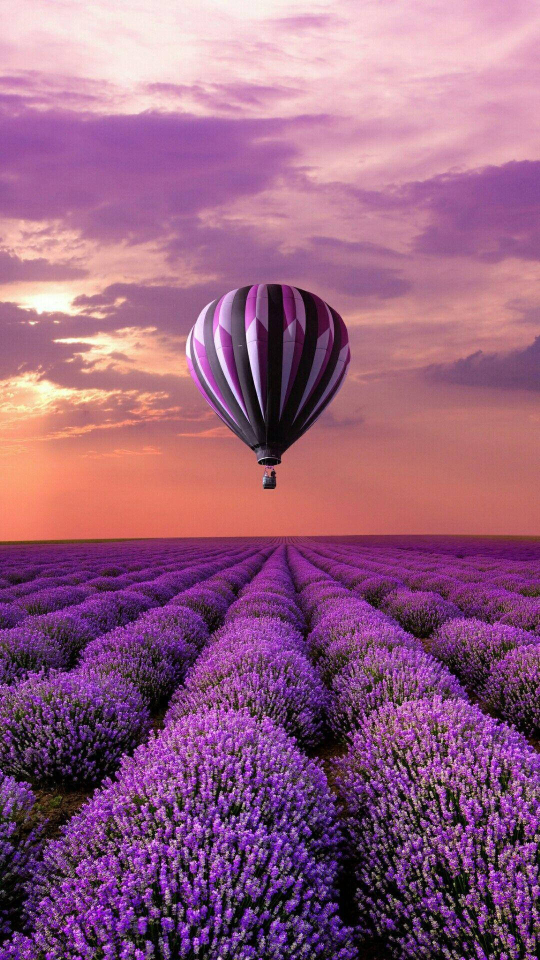 Luftballon Lavendelmark Ny Telefon Wallpapers