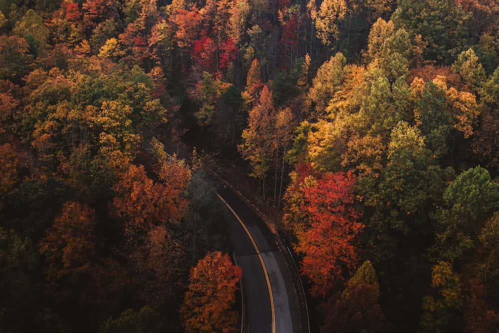 luftfoto af en vej om efteråret Wallpapers