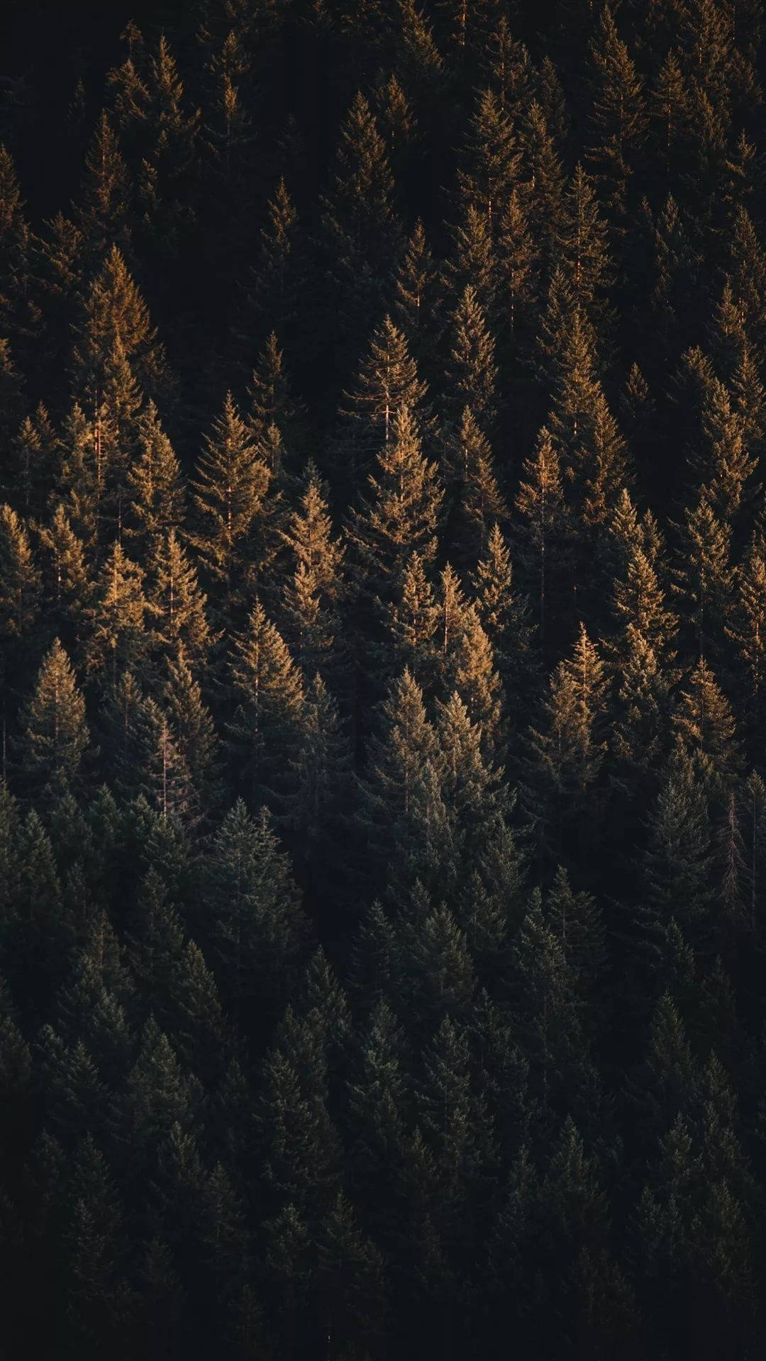 Luftfoto af grøn fyrreskov iPhone Wallpapers