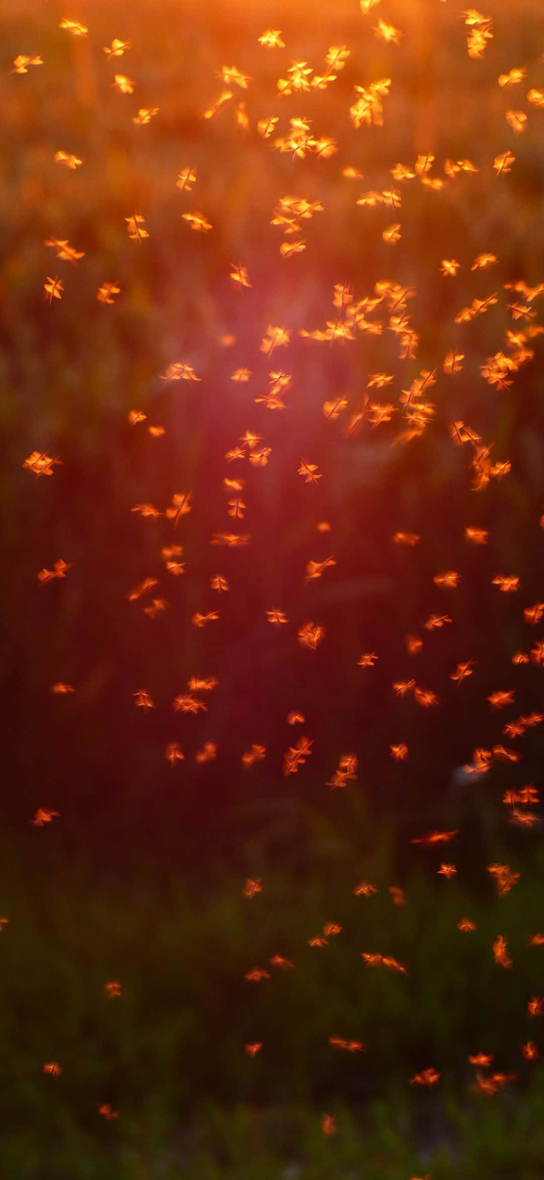 Lys blå himmel og grønne græsbakker Wallpapers