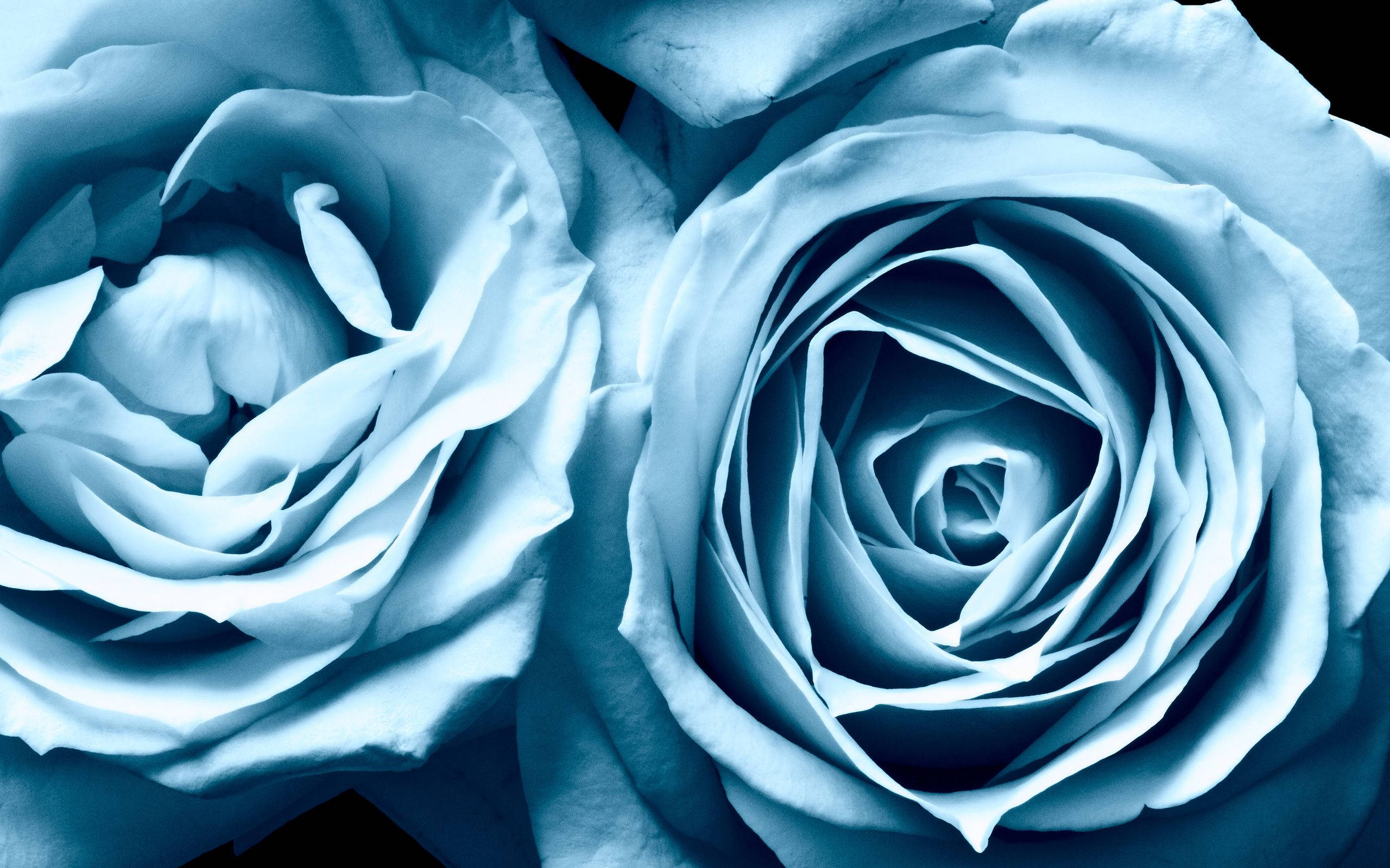 Lys blå rose æstetik Wallpapers