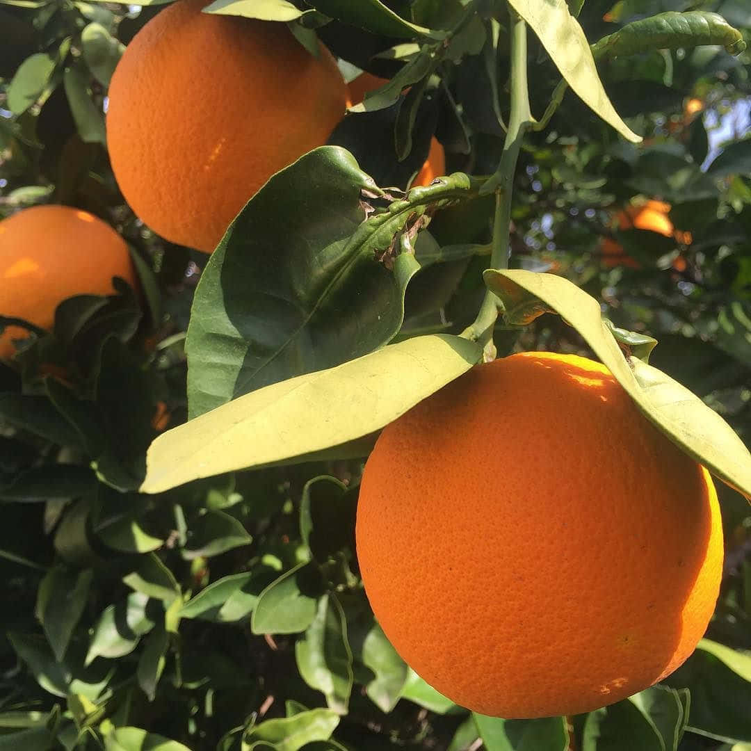 Lys din dag op med et stænk af livlig orange! Wallpapers