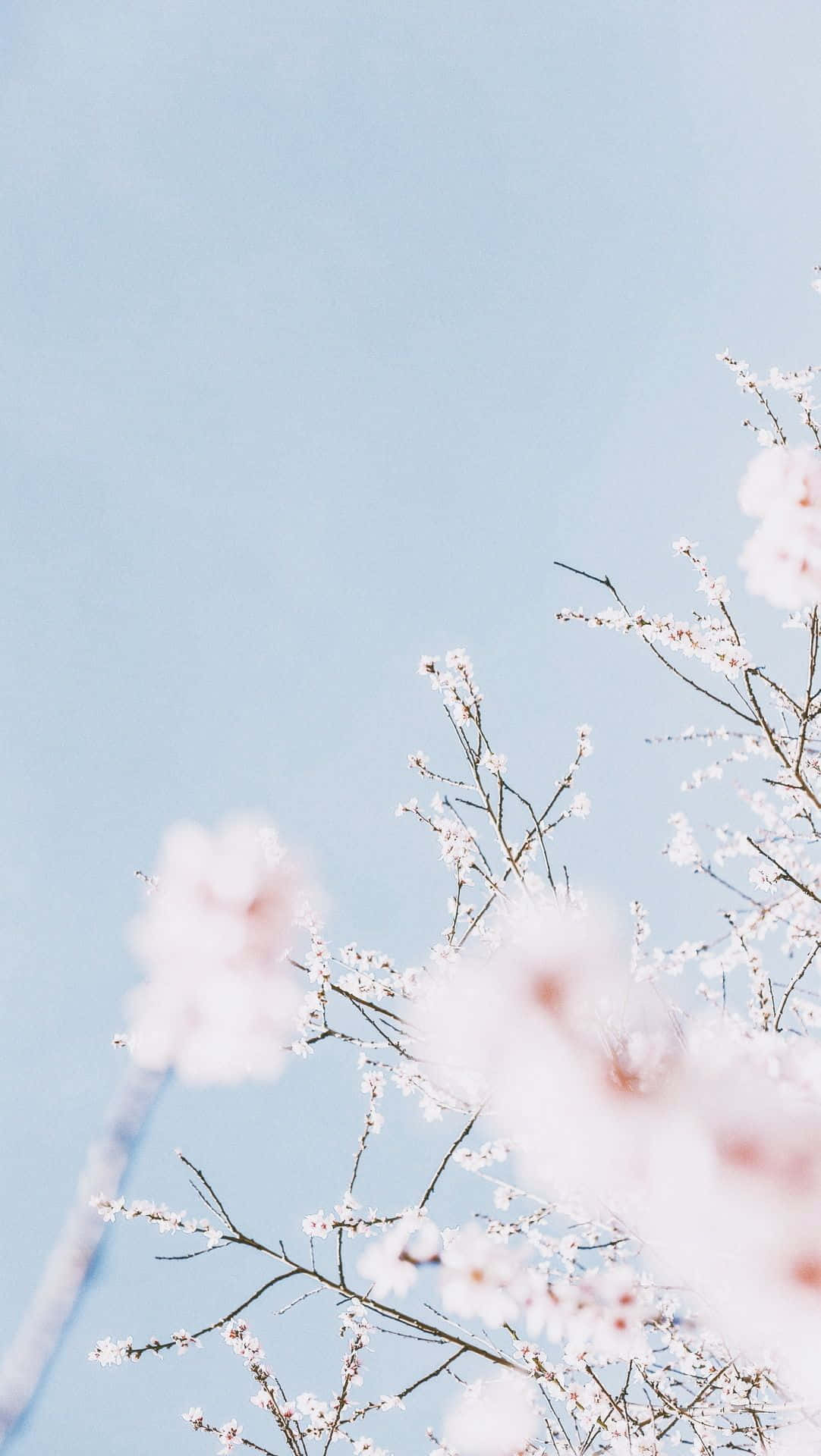 Lys din smartphone op med æstetisk iPhone-baggrund Wallpapers