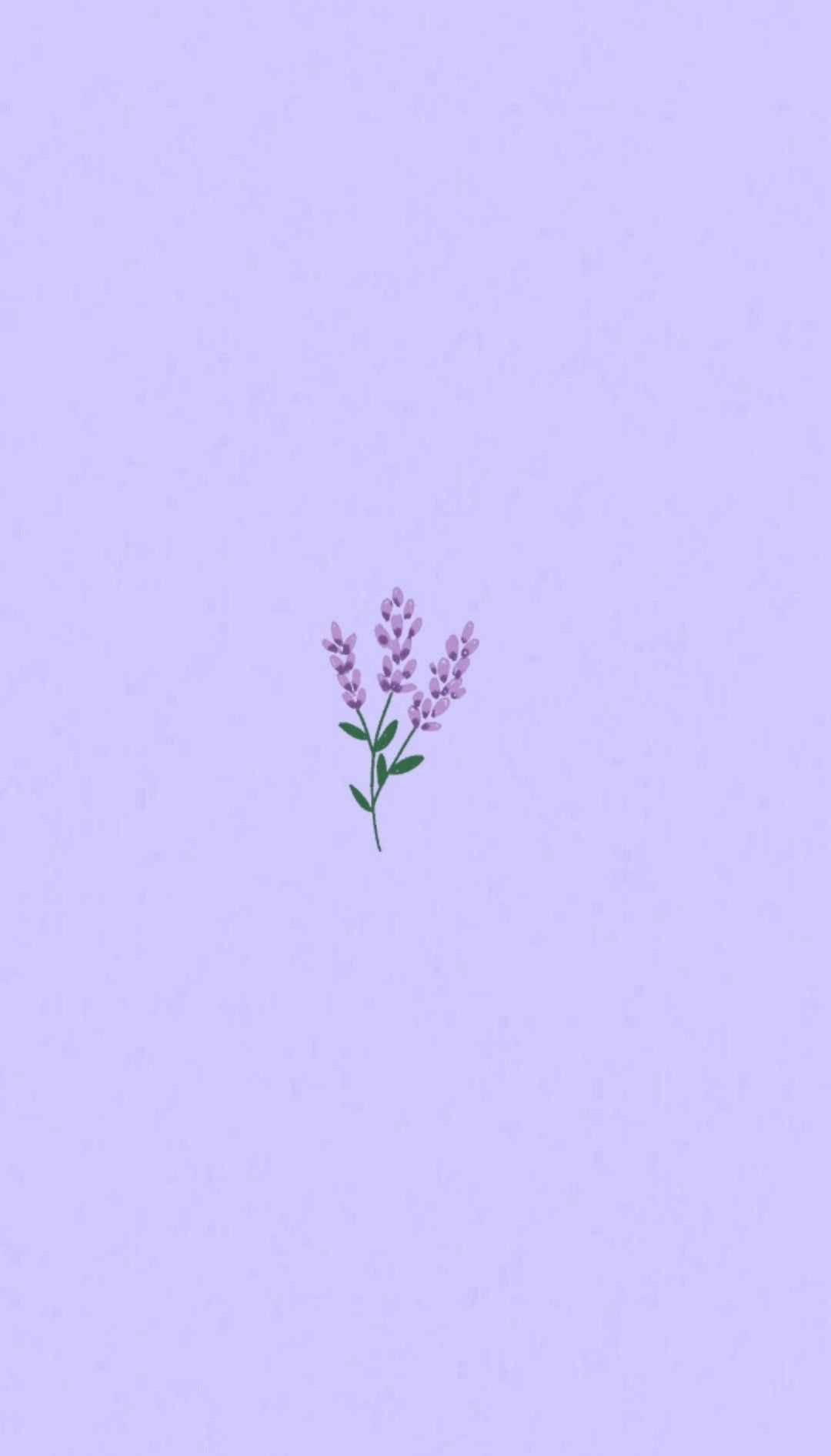 Lys lilla æstetisk lavendelblomst Wallpapers