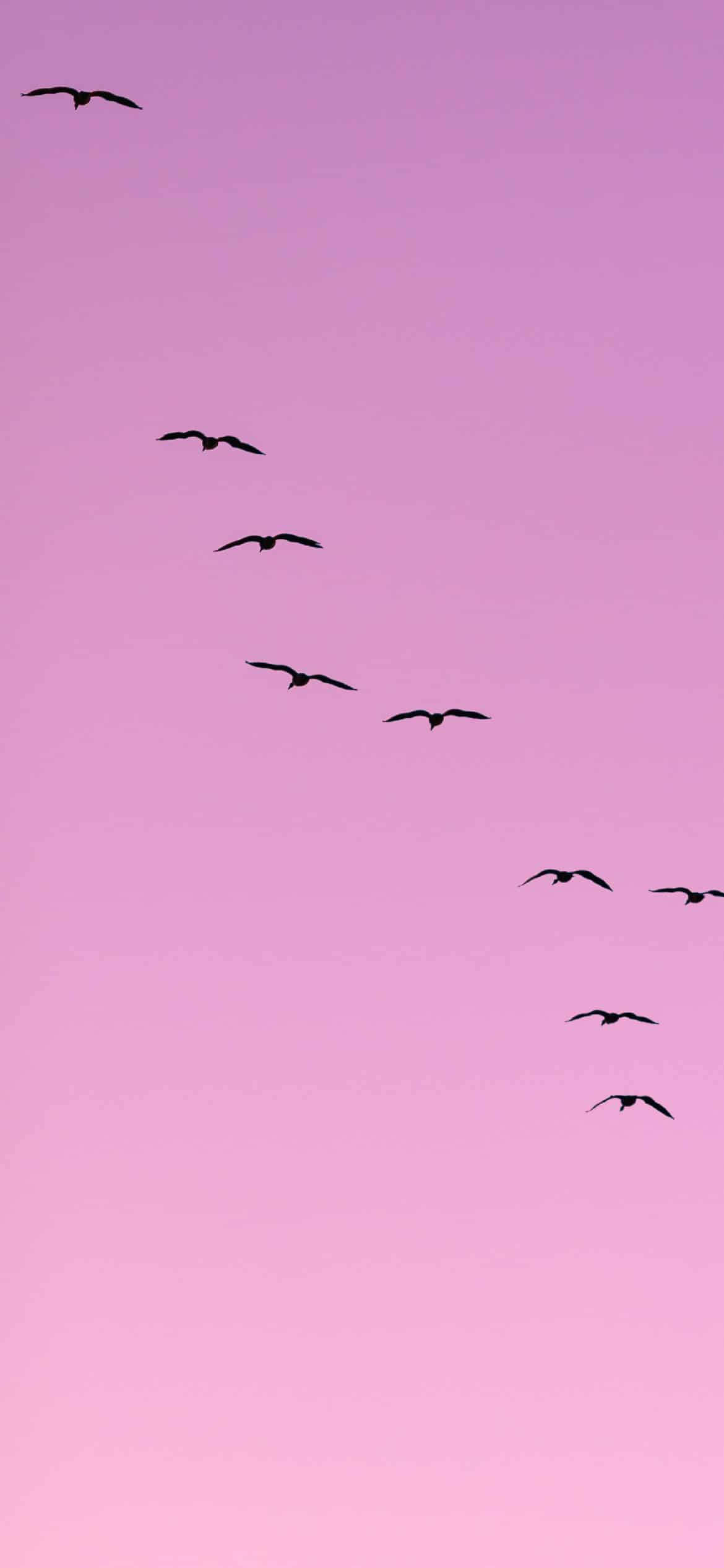 Lys lilla æstetiske flyvende fugle Wallpapers
