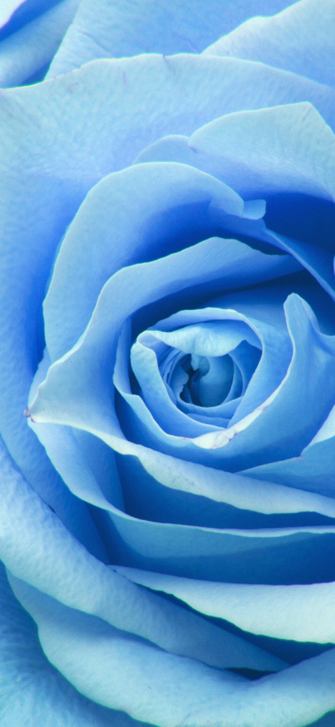 Lys og smuk Zoom-blomst folder sig ud Wallpapers