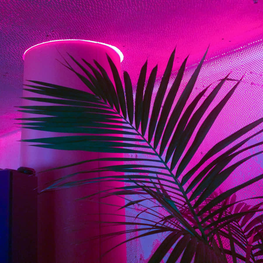 Lys op dit liv med denne strålende neonlyserøde æstetik Wallpapers