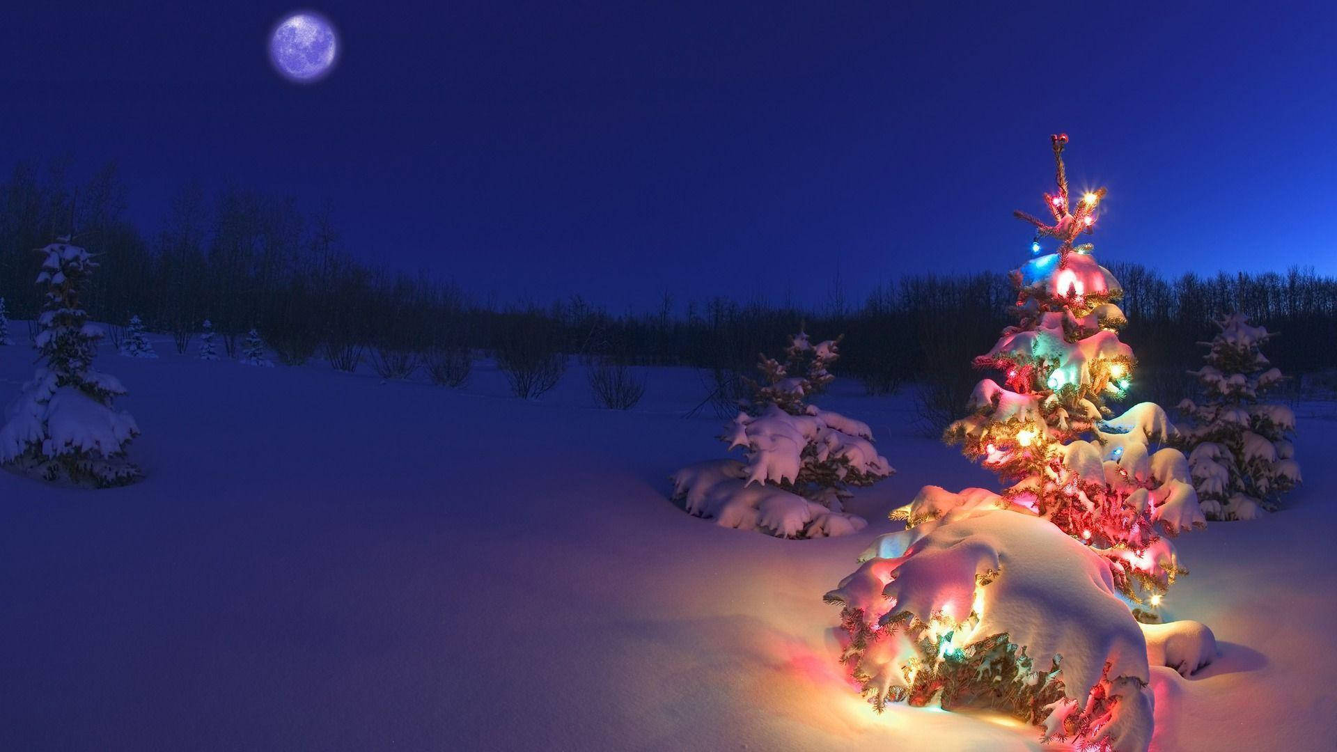 Lys op i juletiden med et juletræ Wallpapers