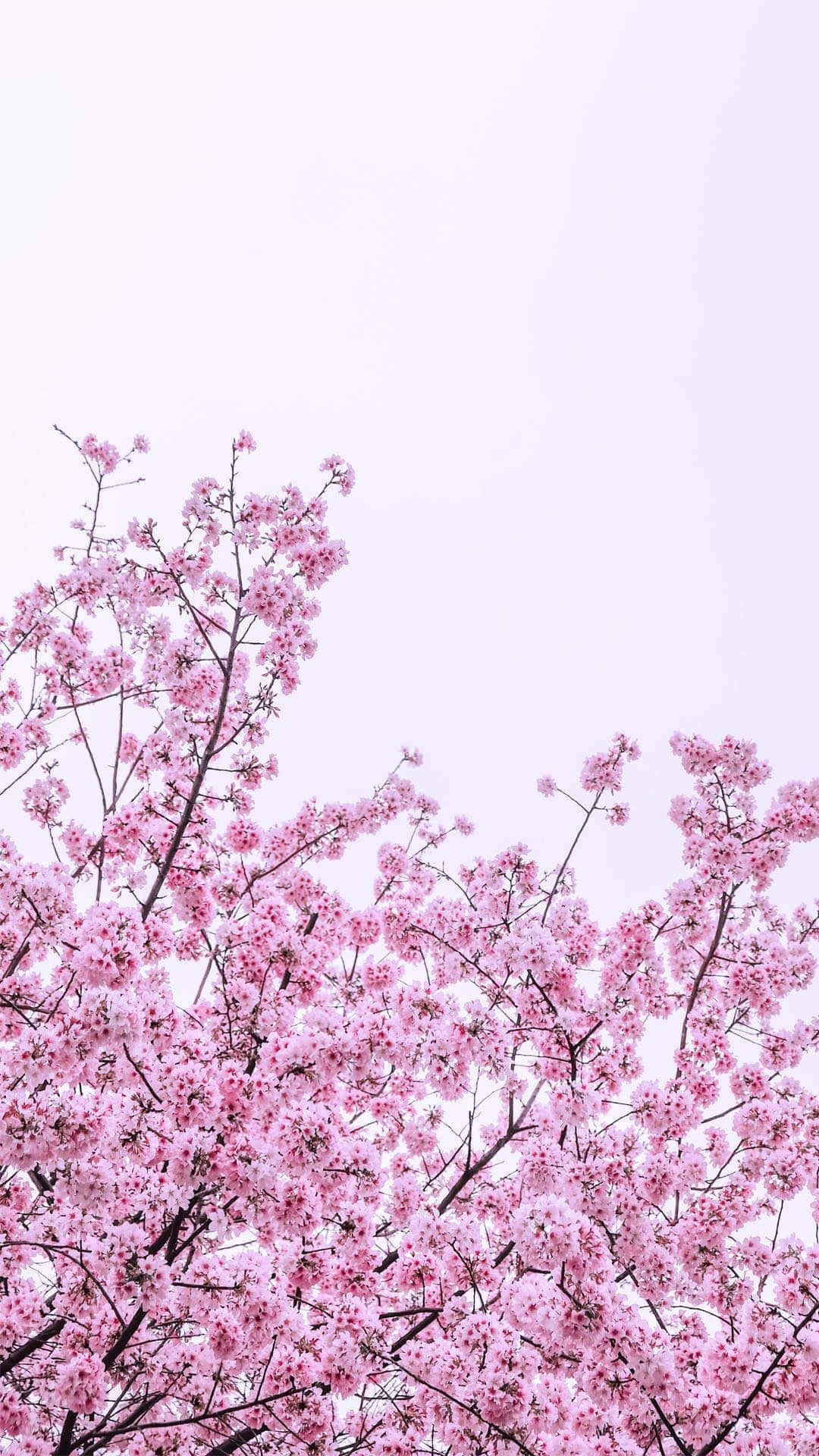 lys pinke kirsebærblomster på et træ Wallpapers