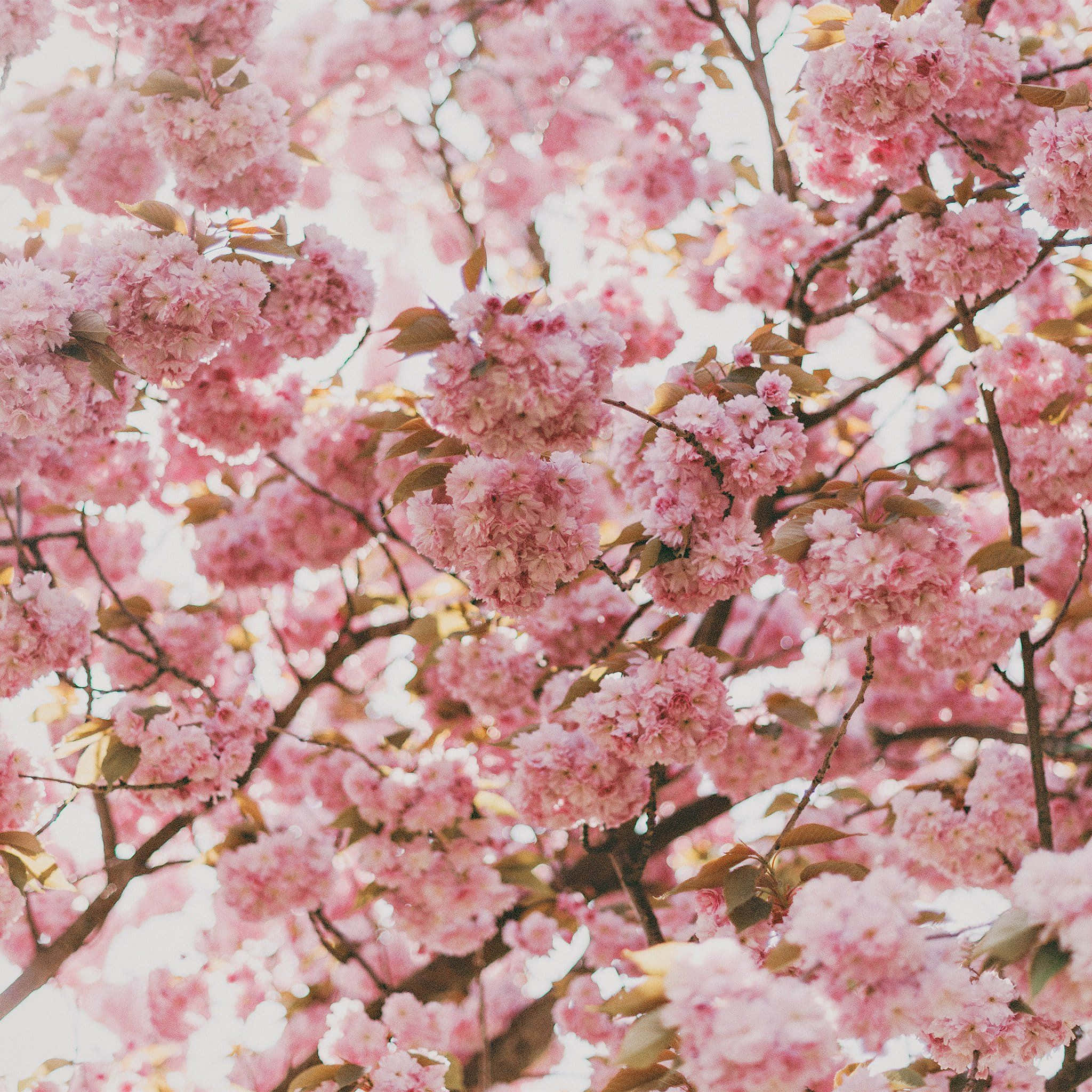 lys pinke kirsebærblomster på et træ Wallpapers