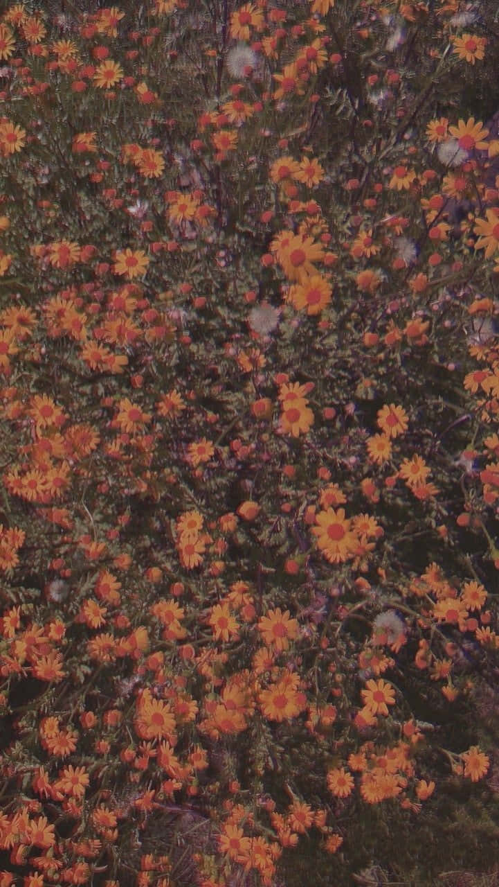 Lysebrune æstetiske billeder Wallpapers