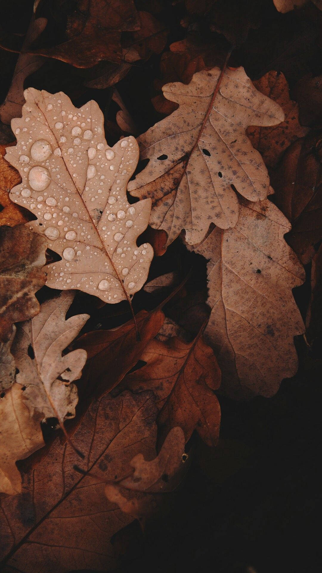 Lysebrune æstetiske tørrede blade Wallpapers