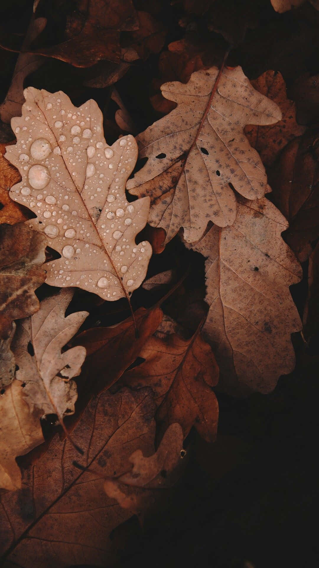 Lysebrune æstetiske billeder Wallpapers