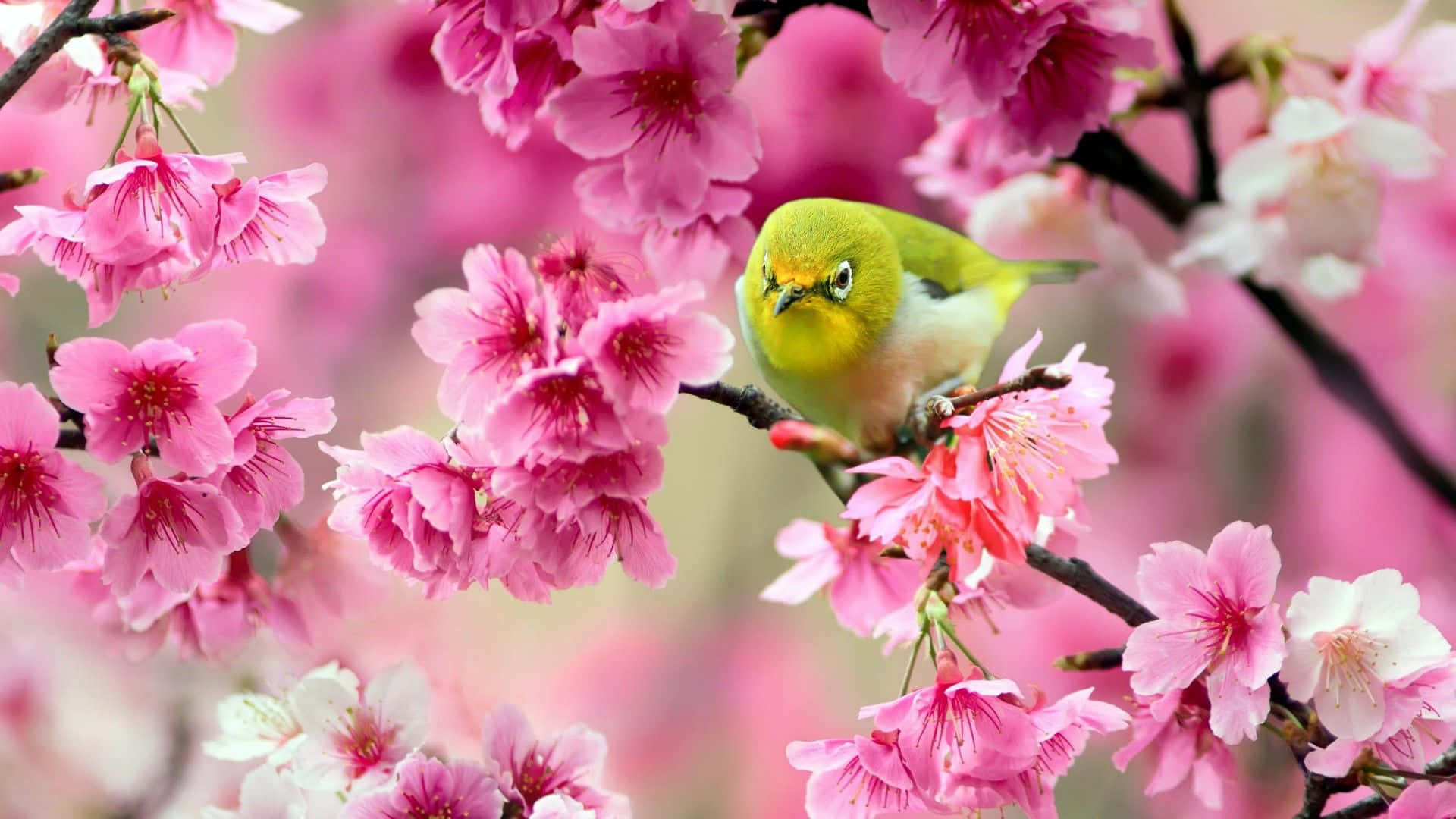 Lyserød blomsterbaggrund med en blød og levende æstetik Wallpapers