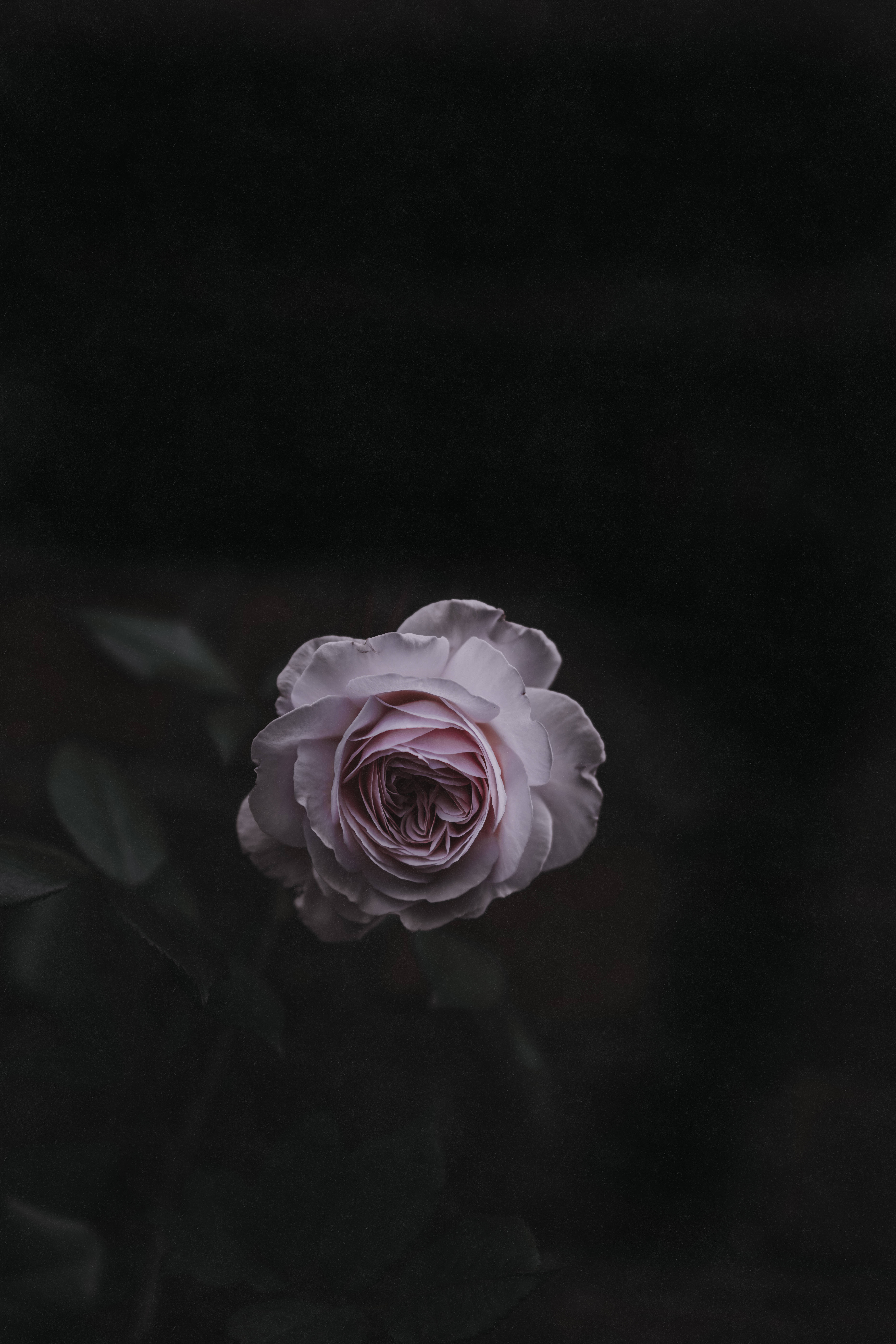 Lyserød rose i fuldt flor Wallpapers
