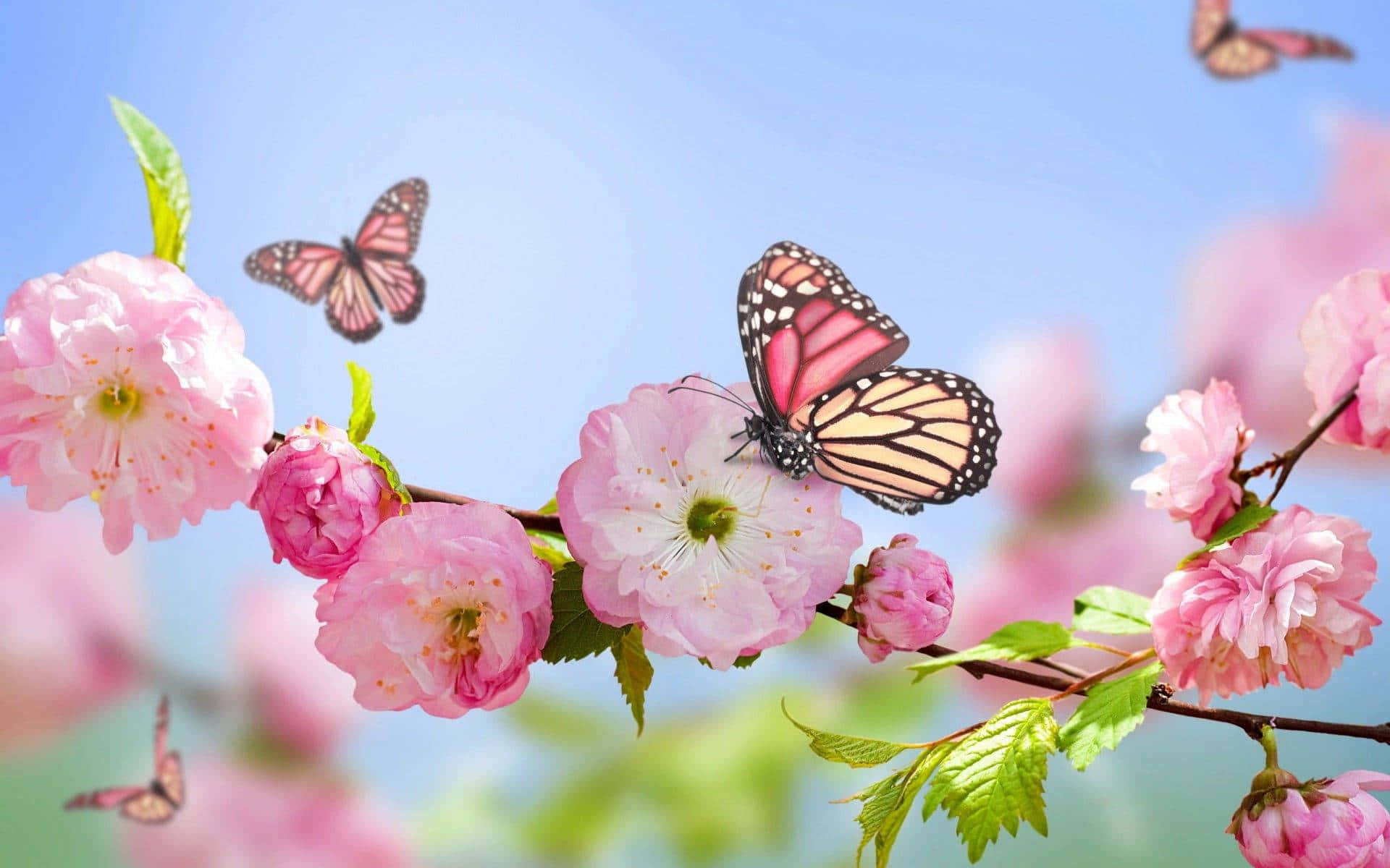 lyserøde blomster med sommerfugle på Wallpapers