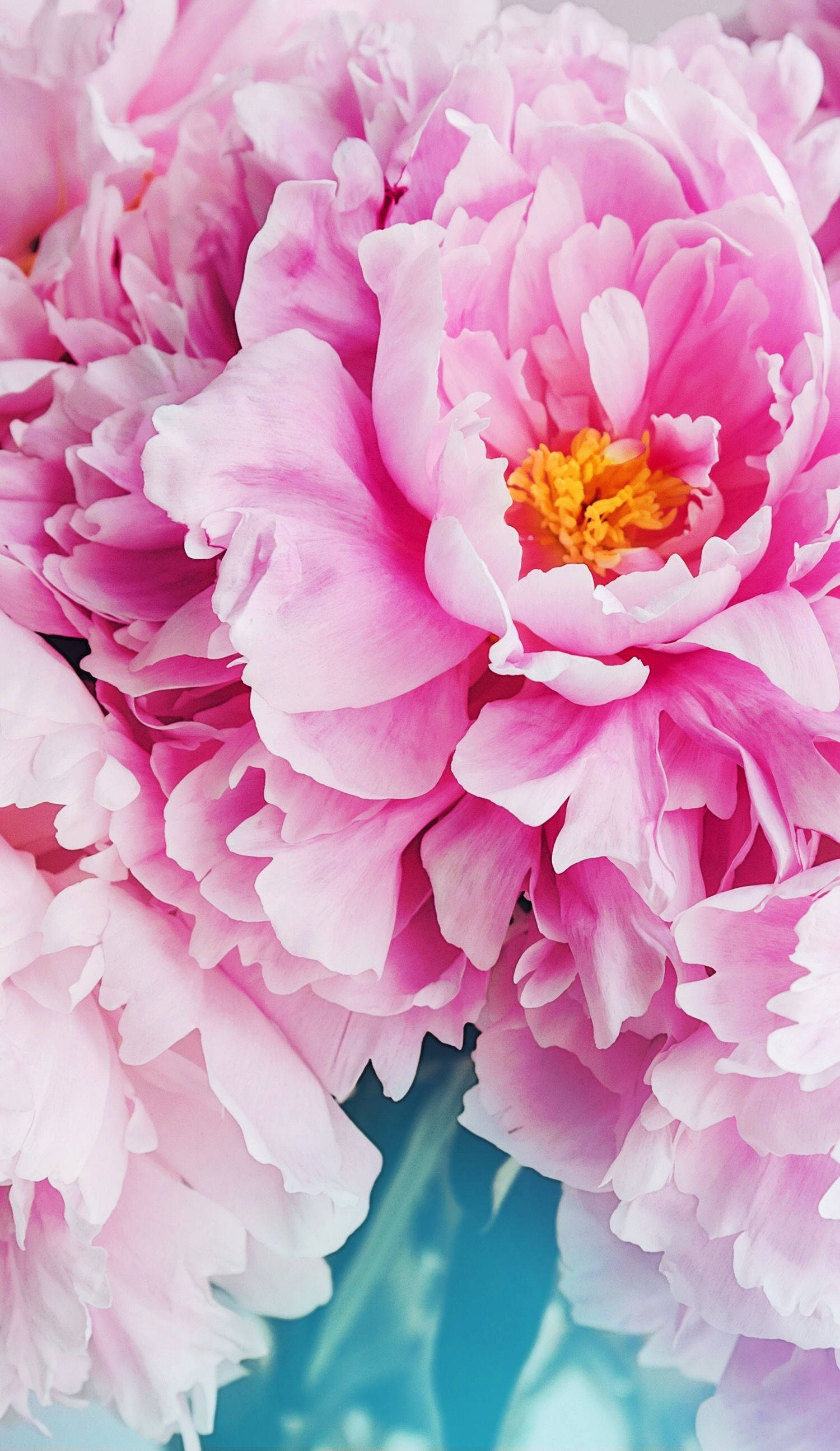 Lyserøde blomsterblade floral iPhone Wallpapers