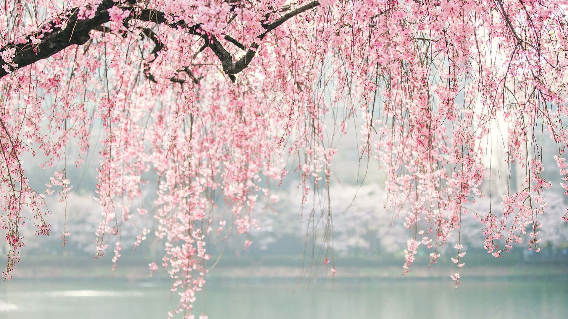 Lyserøde kirsebærblomstrende trægrene Wallpapers