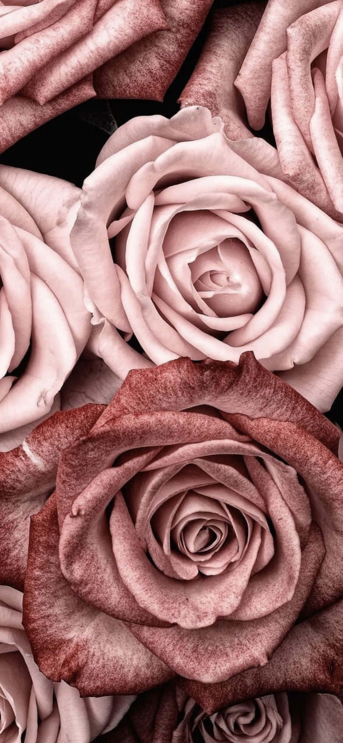 lyserøde roser på en sort baggrund Wallpapers