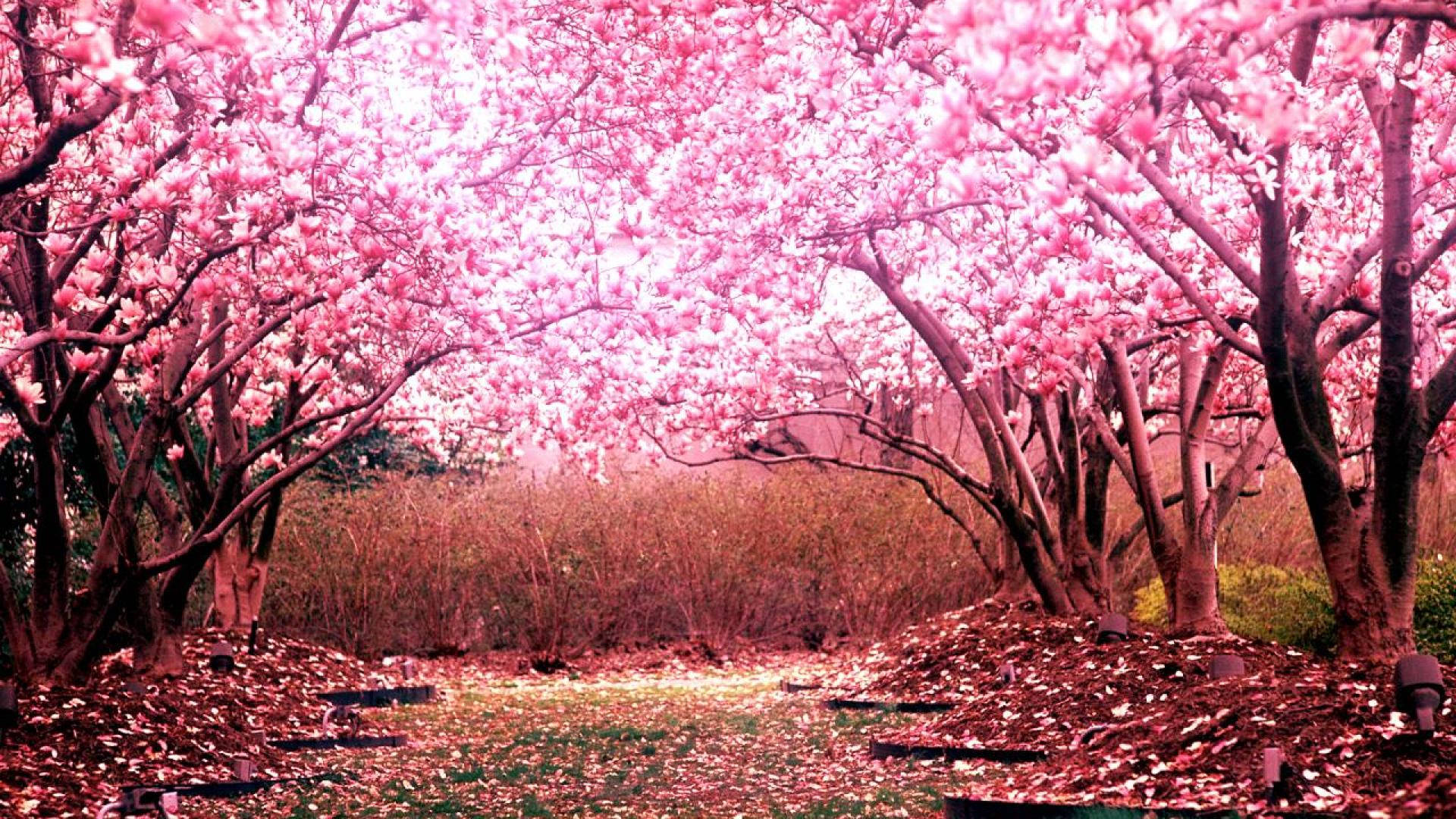 Lyserøde Kirsebærblomsttræer Wallpapers